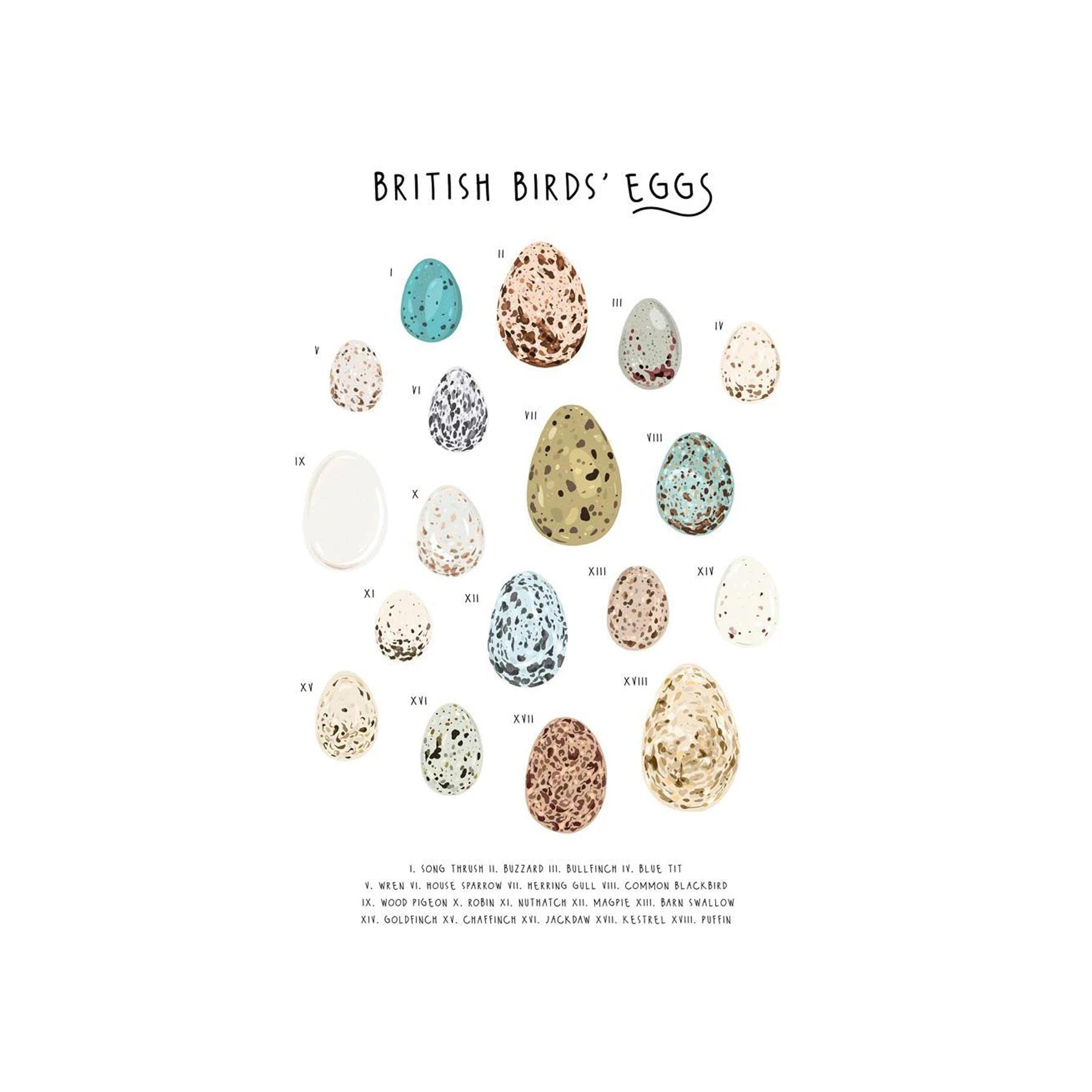 British birds eggs greetings card