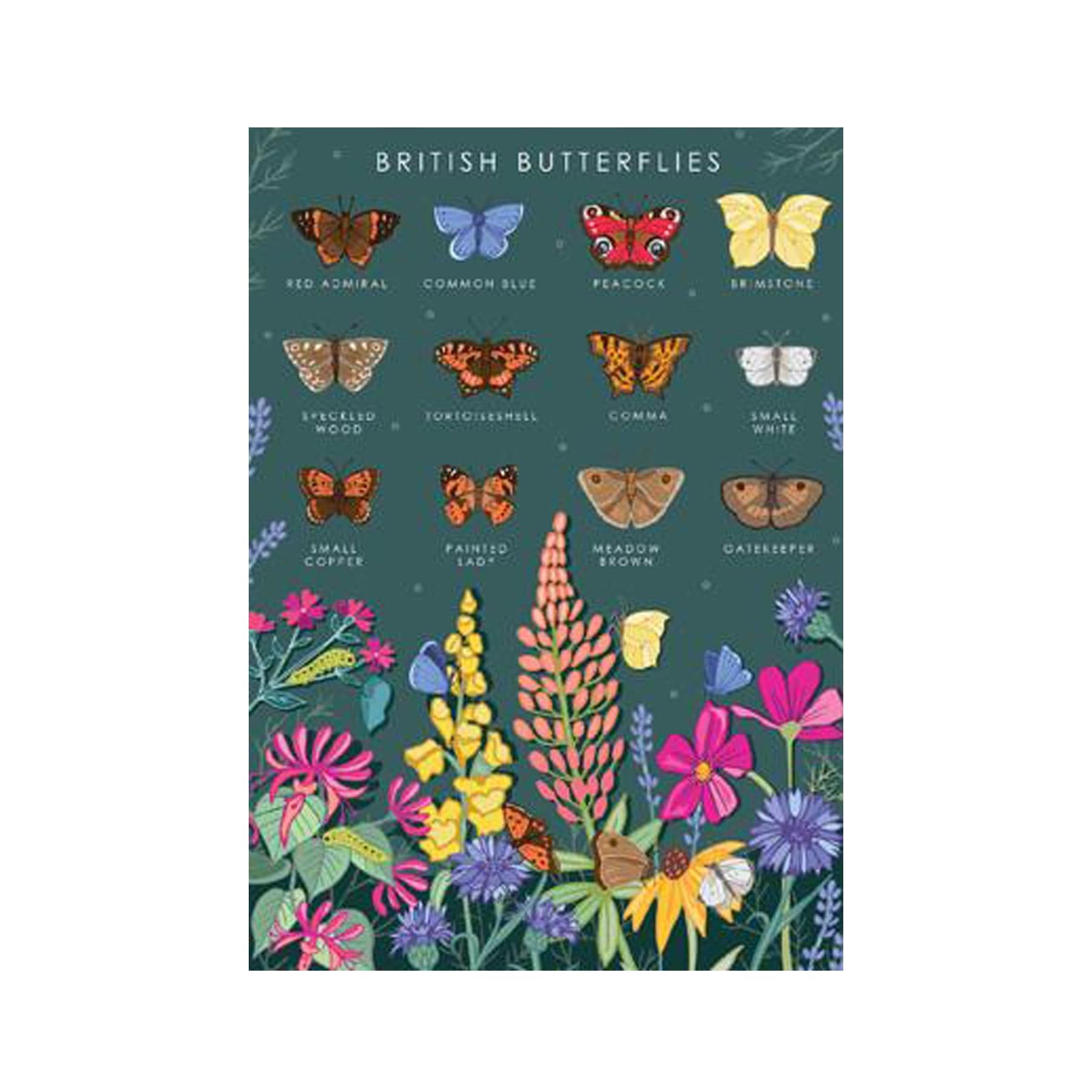 British butterflies nature guide greetings card