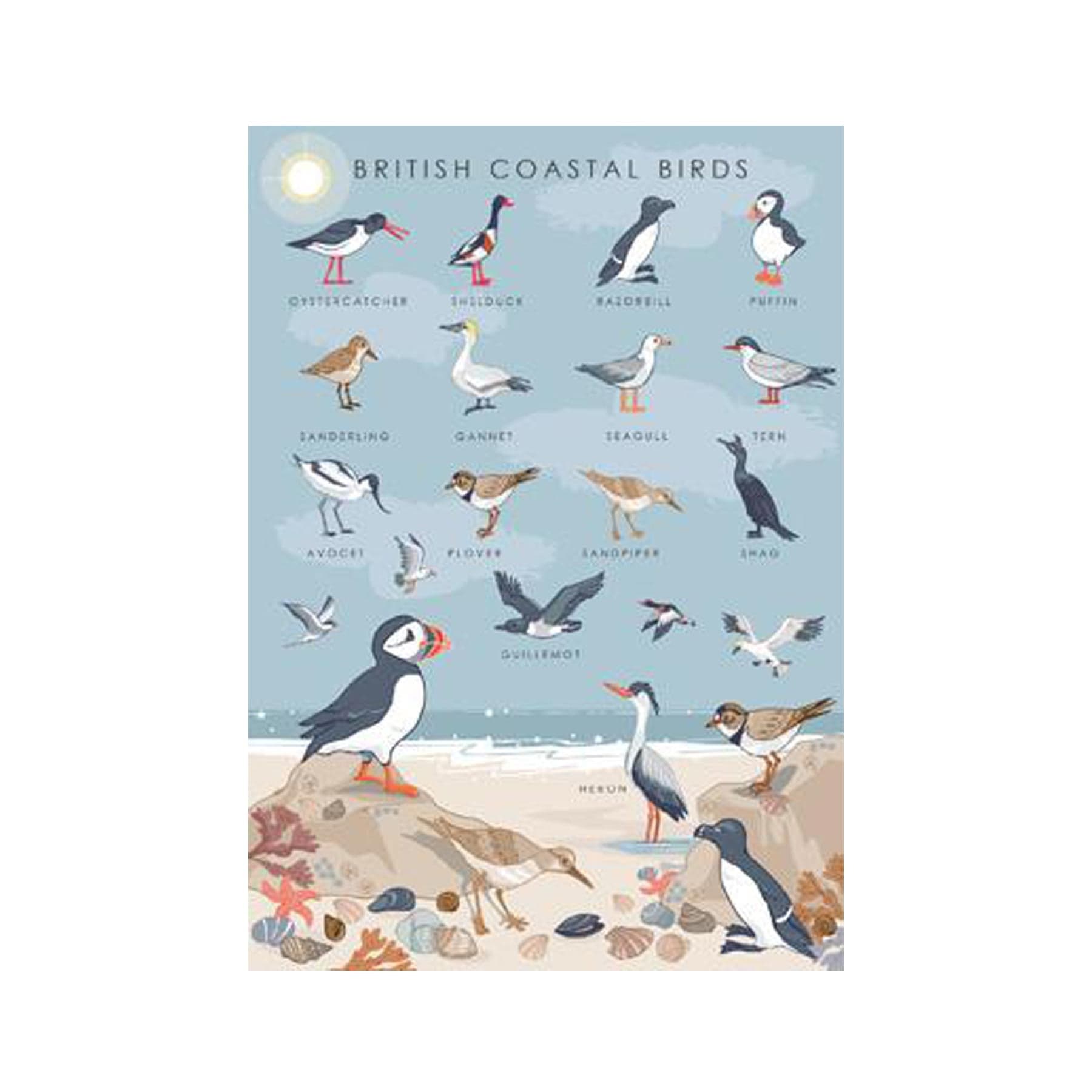 British coastal birds nature guide greetings card