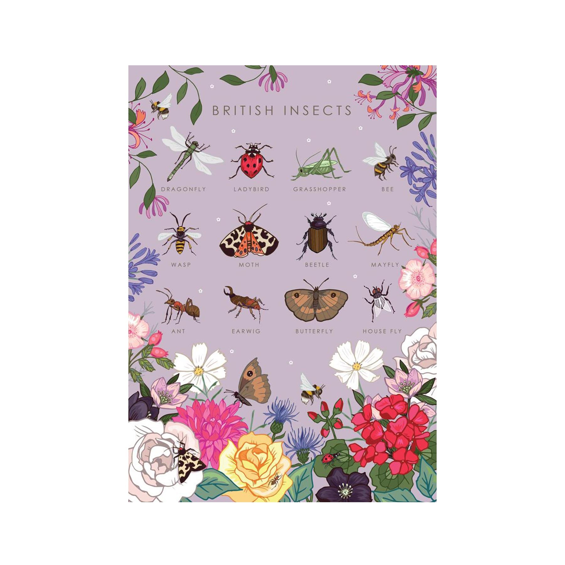British insects nature guide greeting card
