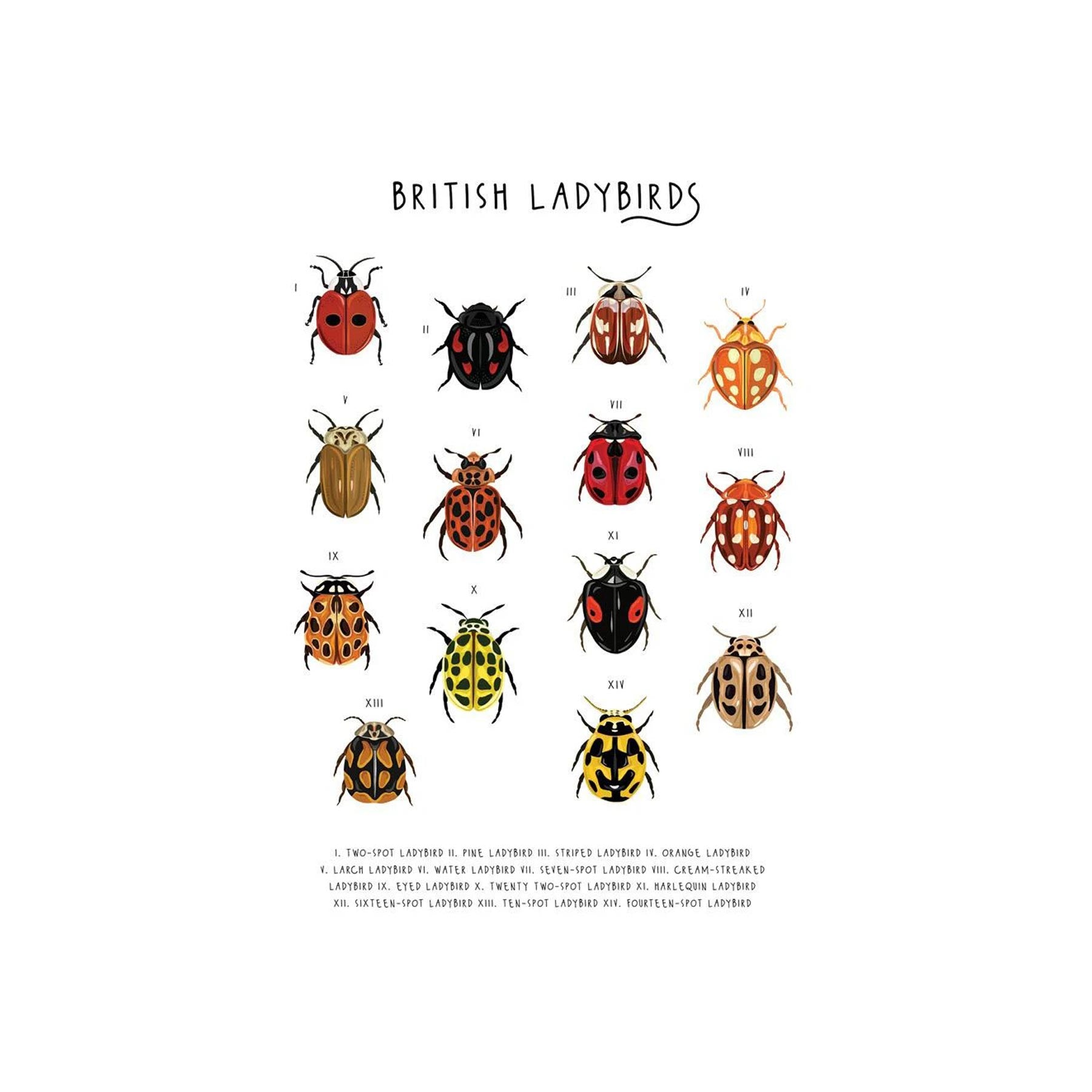 British ladybirds greetings card