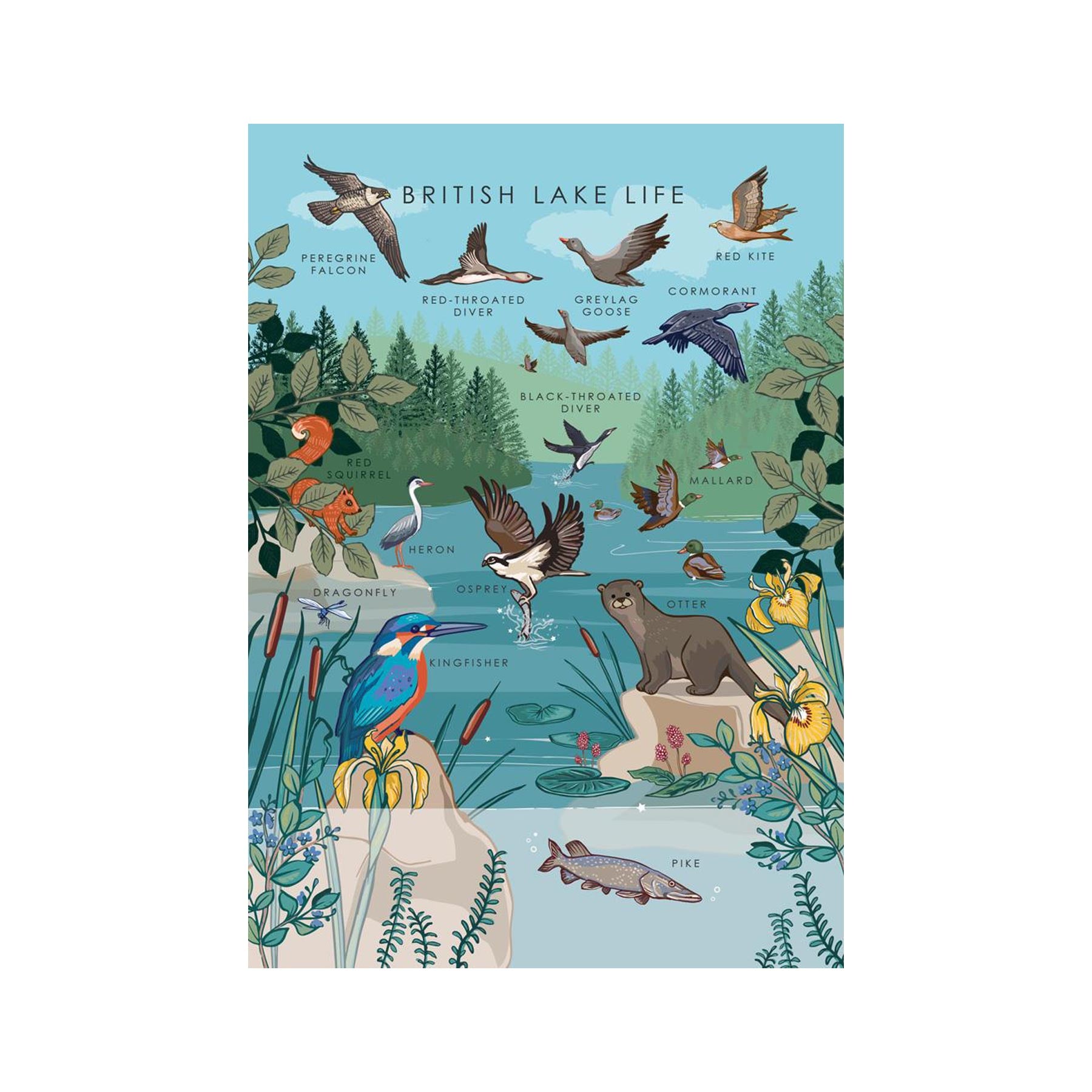 British lake life nature guide greetings card