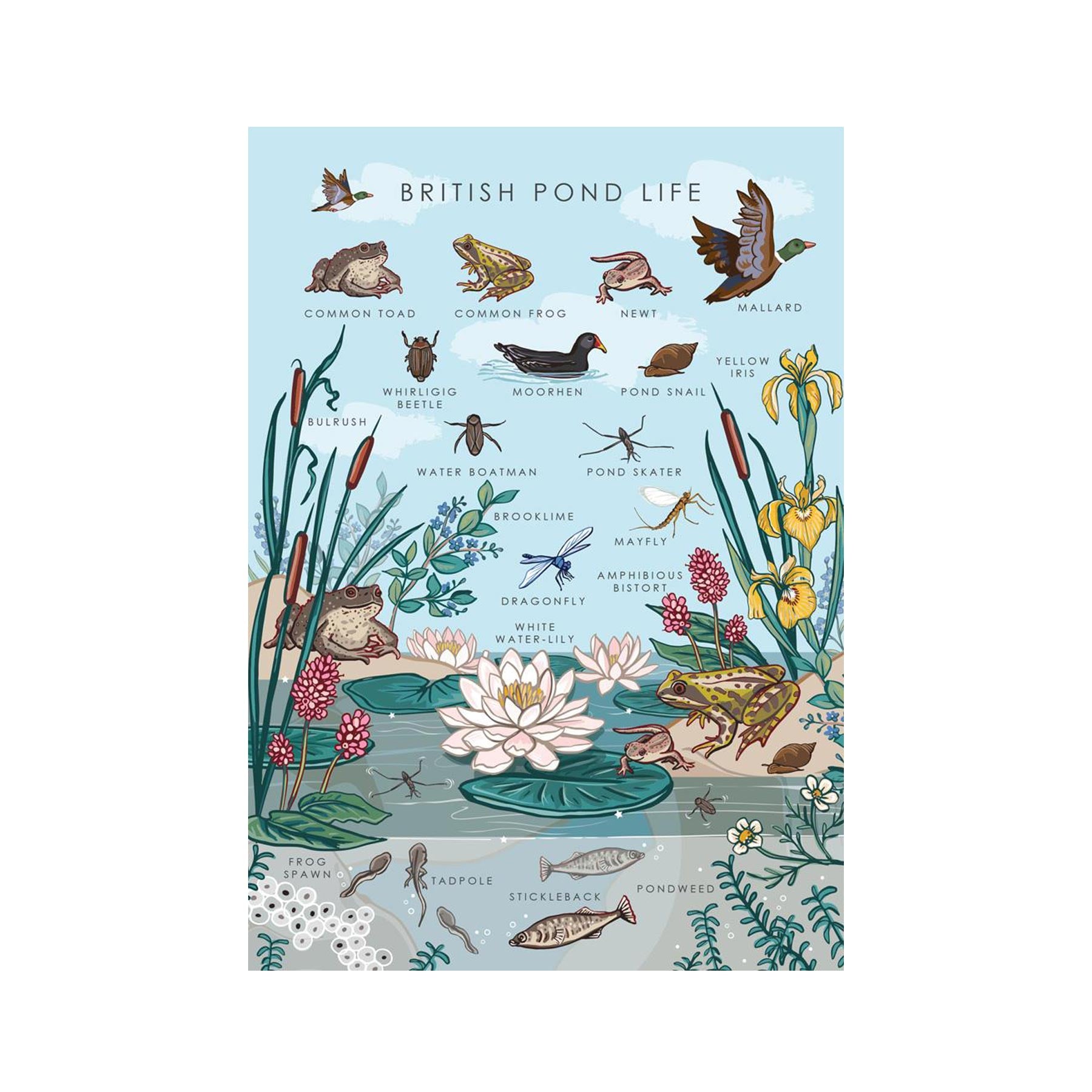 British pond life nature guide greetings card