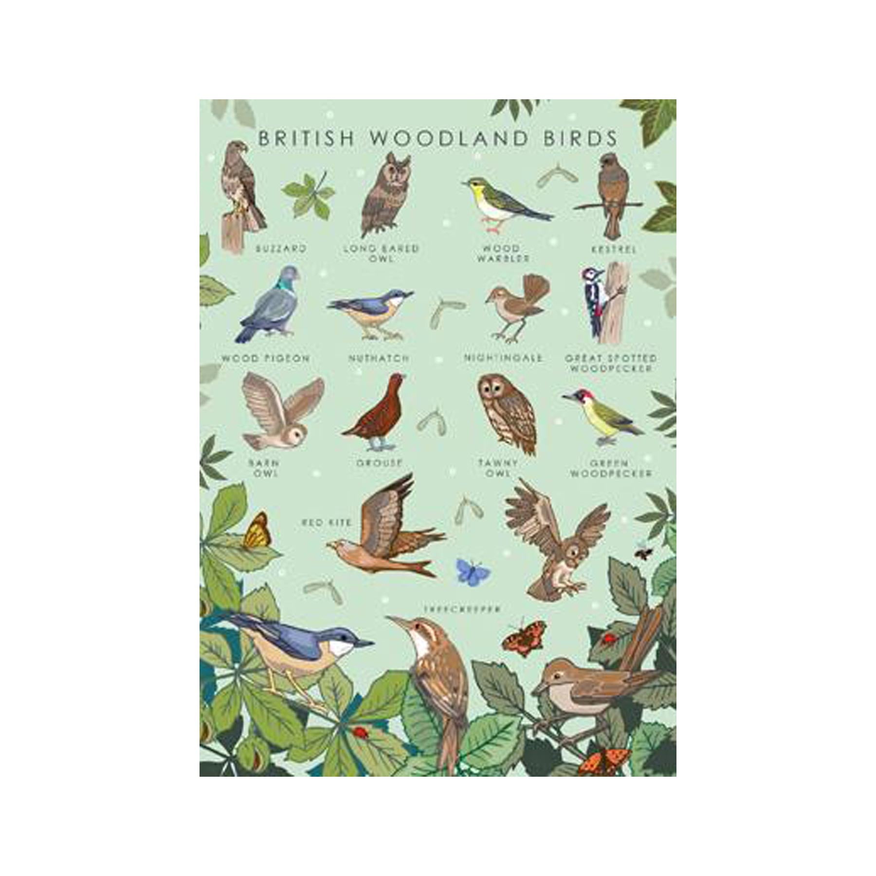 British woodland birds nature guide greetings card