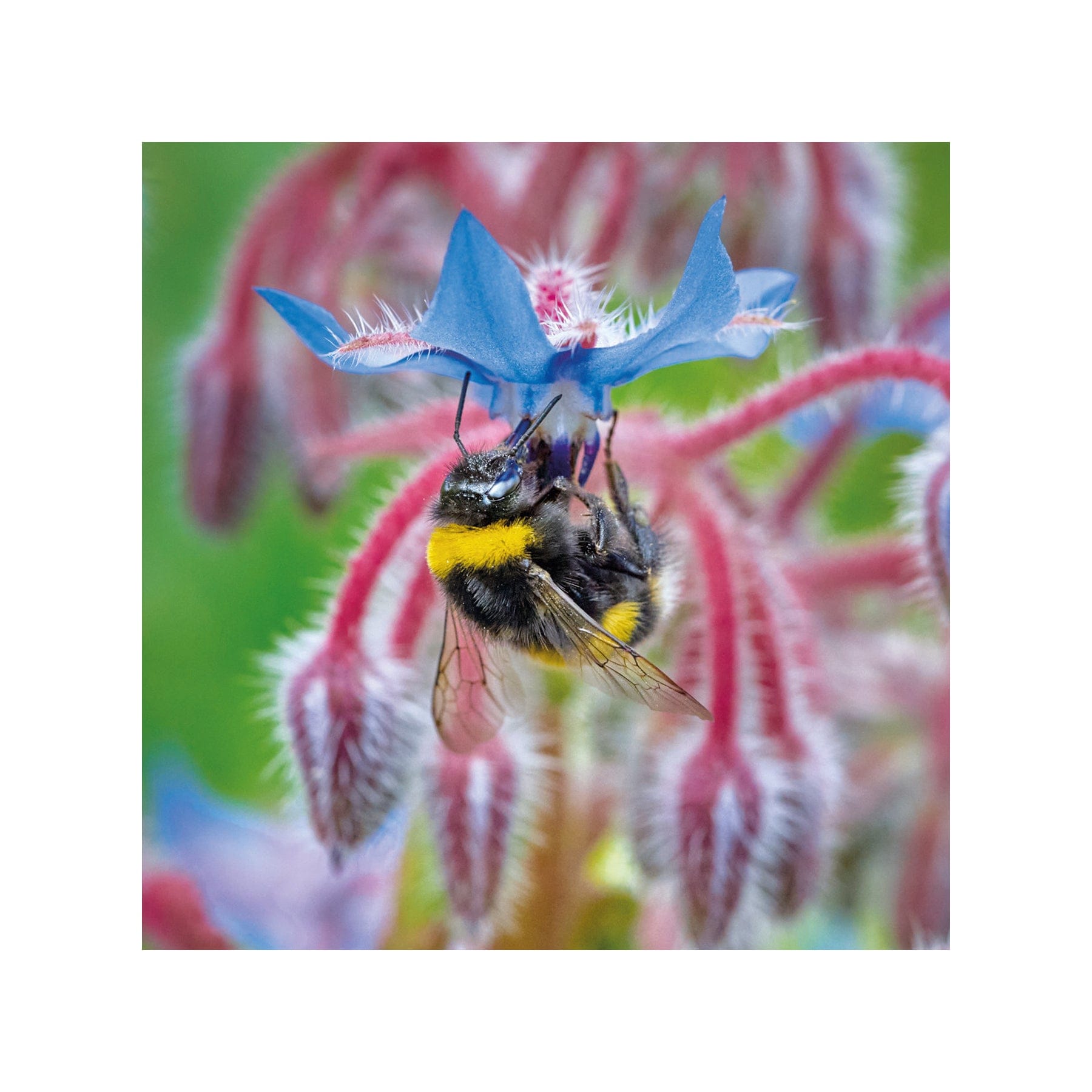 Buff-tailed bumblebee greetings card