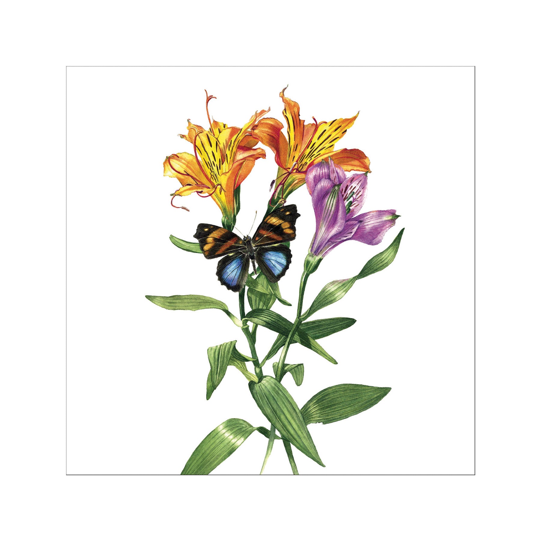 Butterfly & flowers greetings card