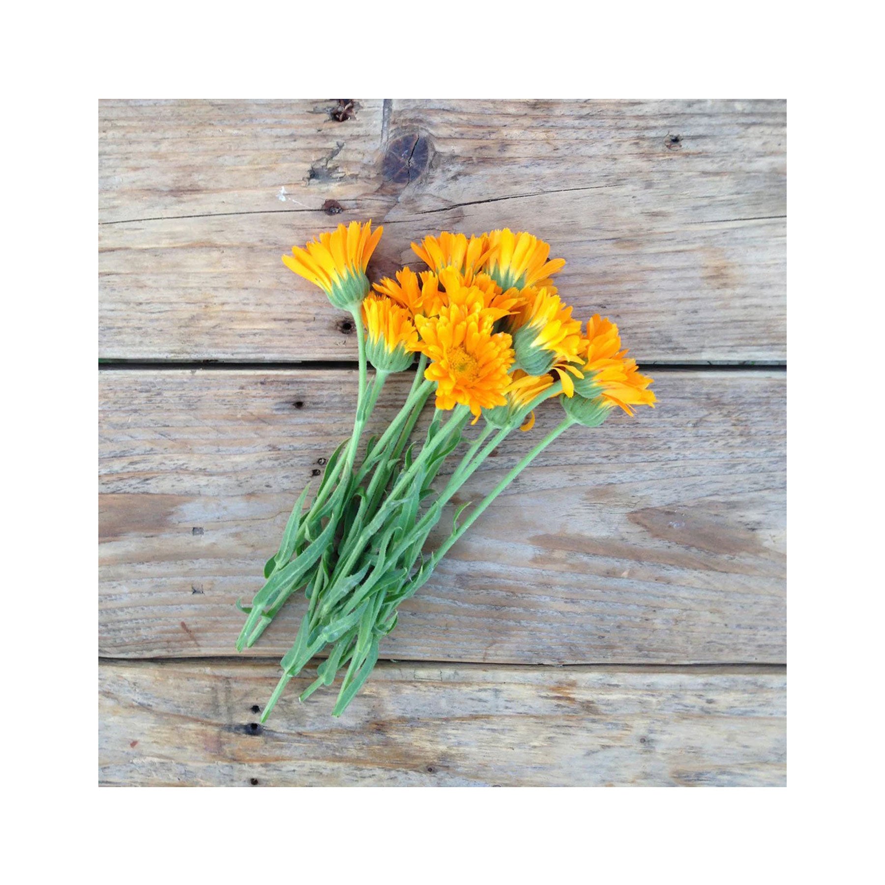 Erfurter orangefarbige calendula seeds