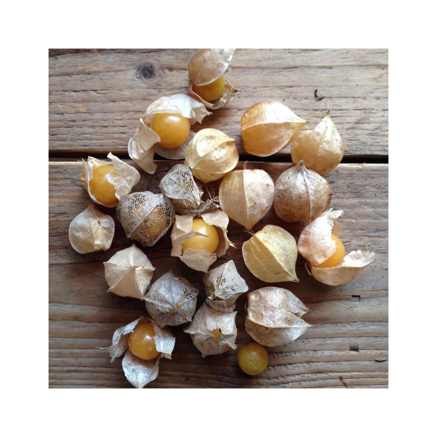 Golden berry cape gooseberry seeds