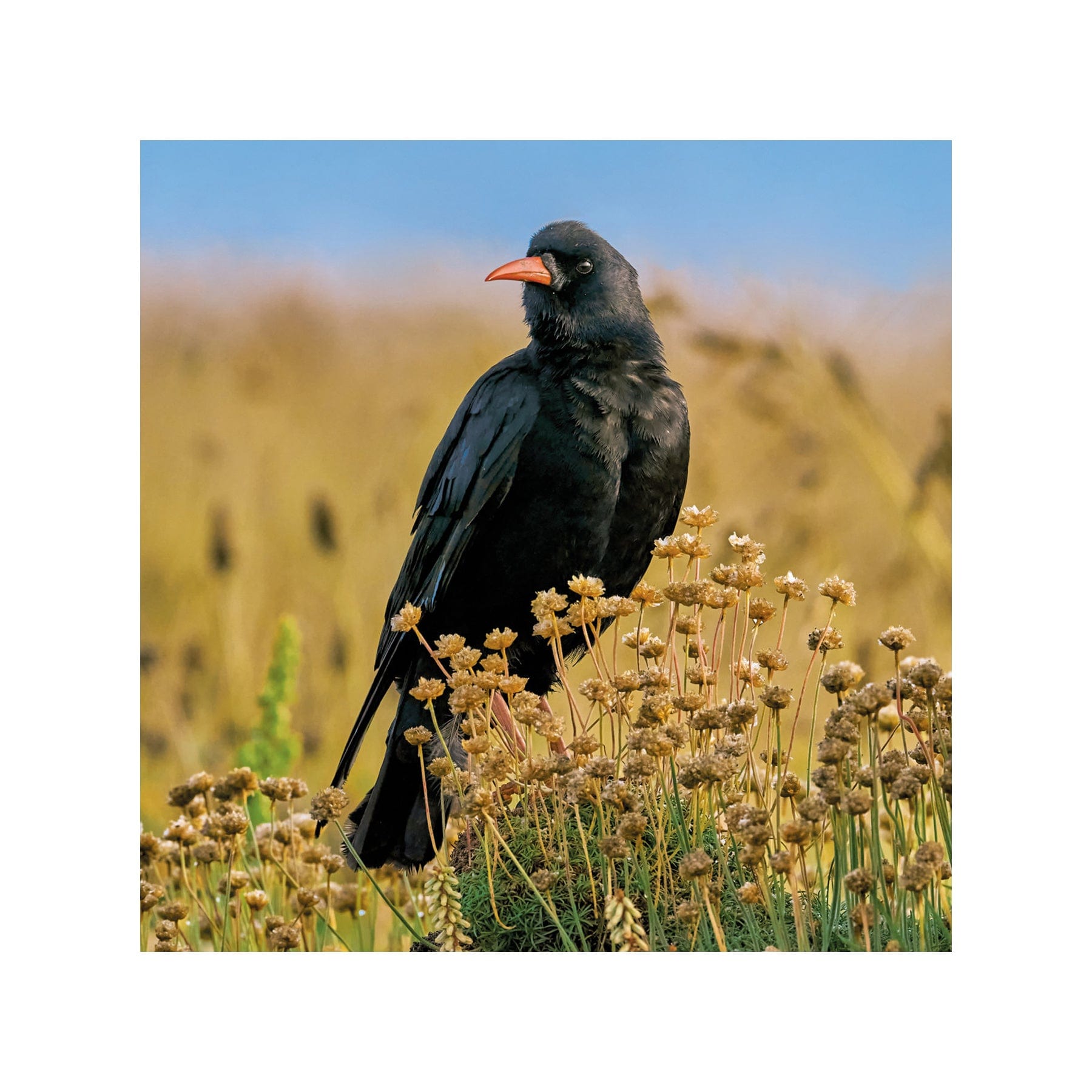 Chough greetings card