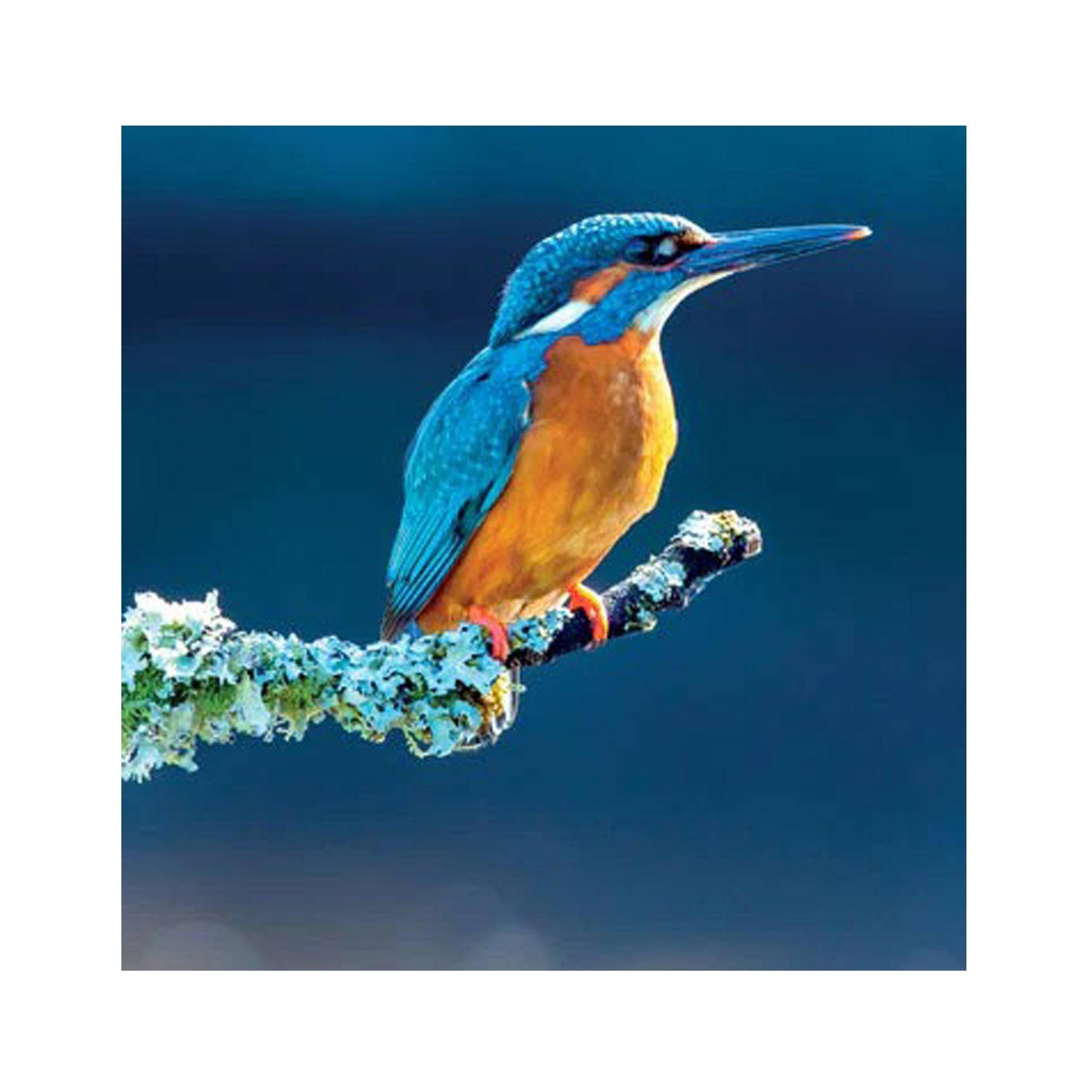 Common kingfisher greetings card