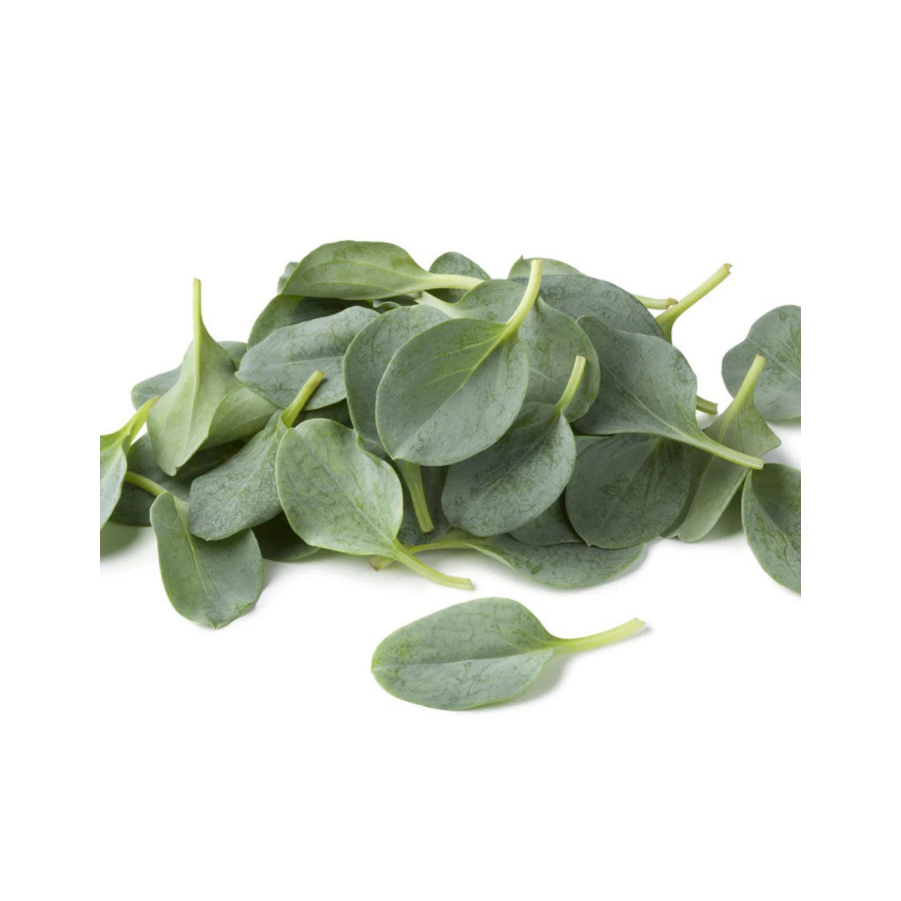 Oyster leaf common seeds