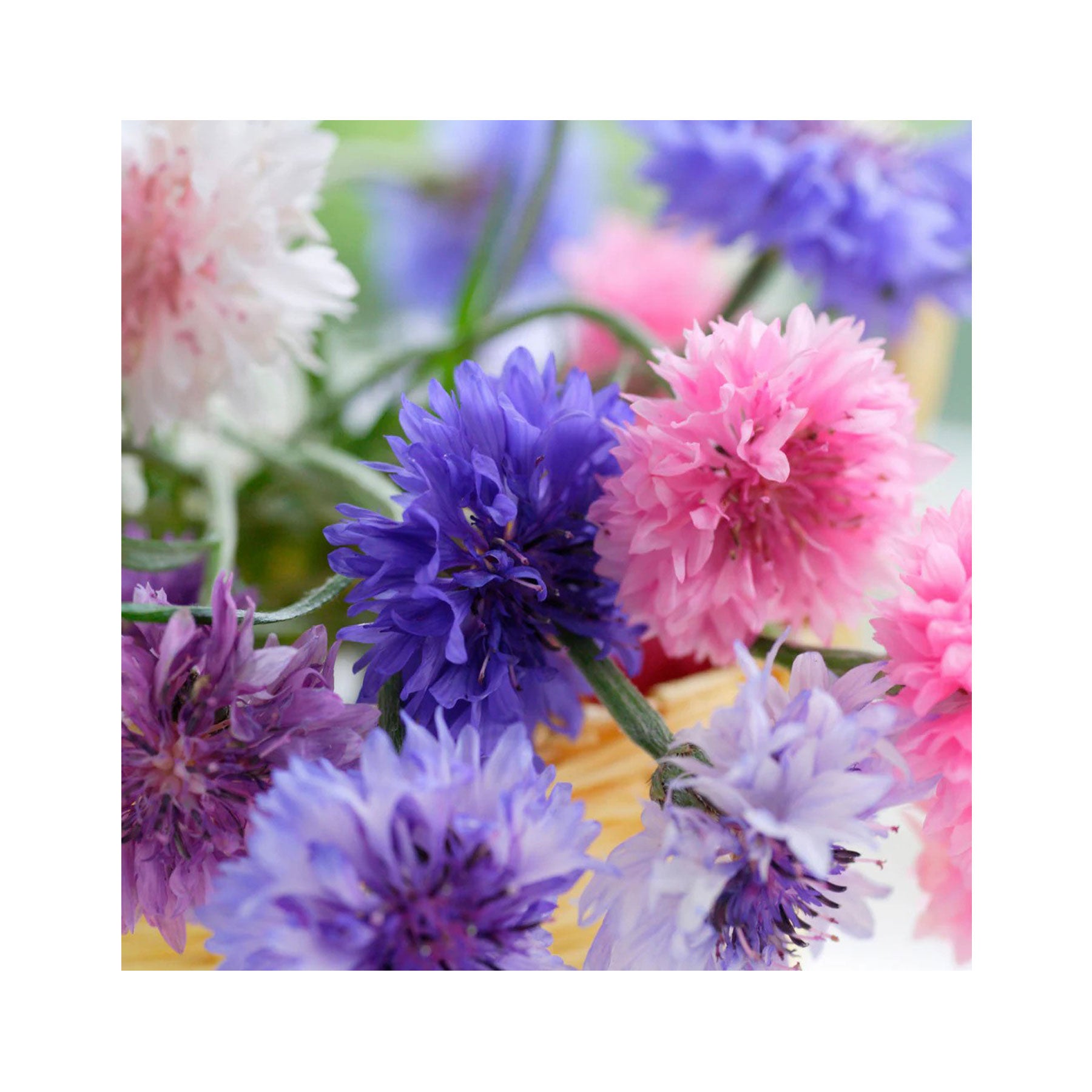 Cornflower polka dot mix seeds