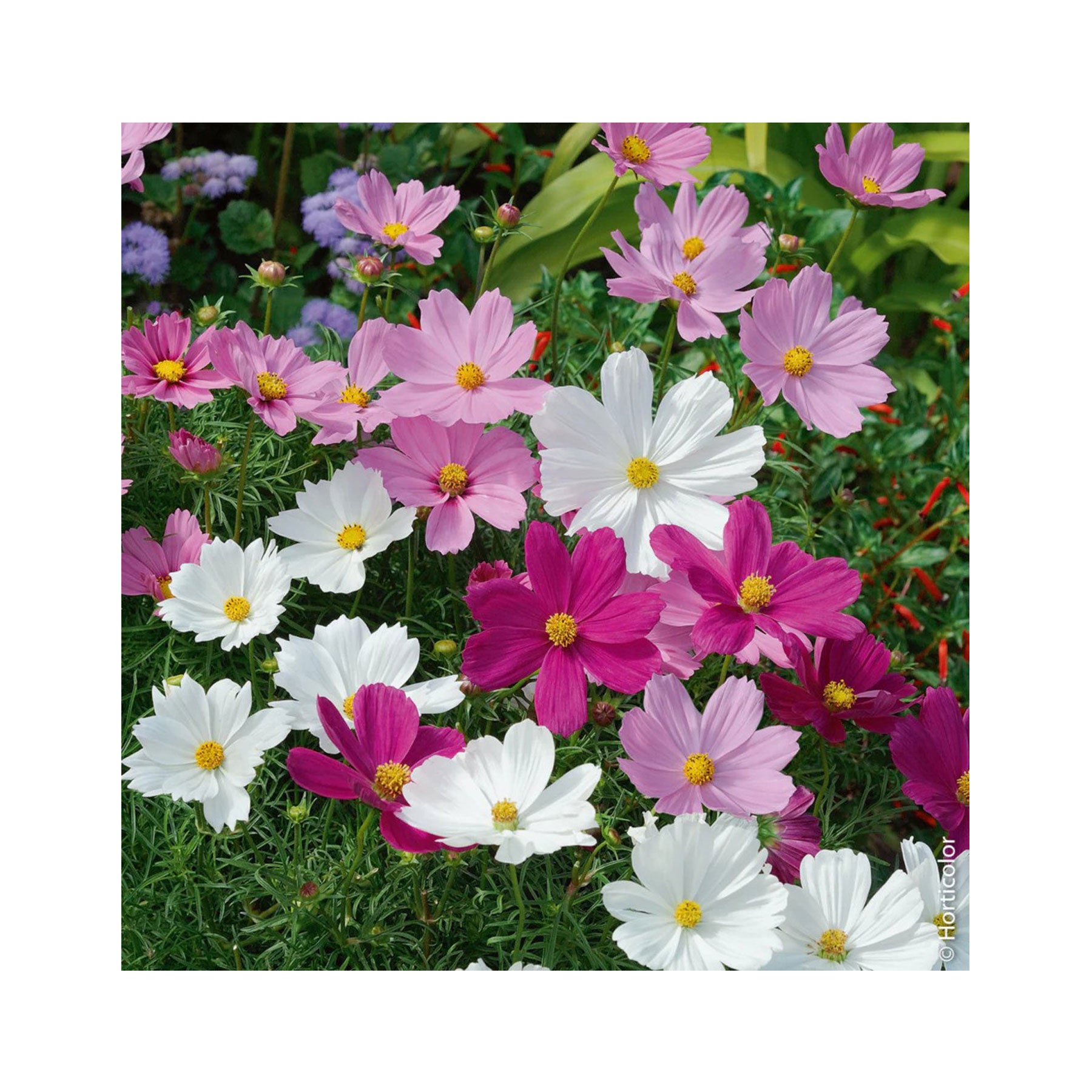 Cosmos psyche mix seeds