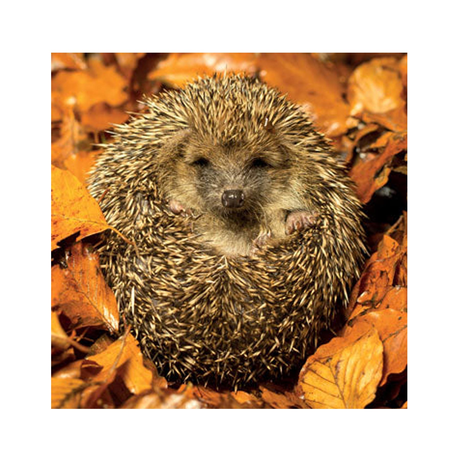 Cozy hedgehog greetings card