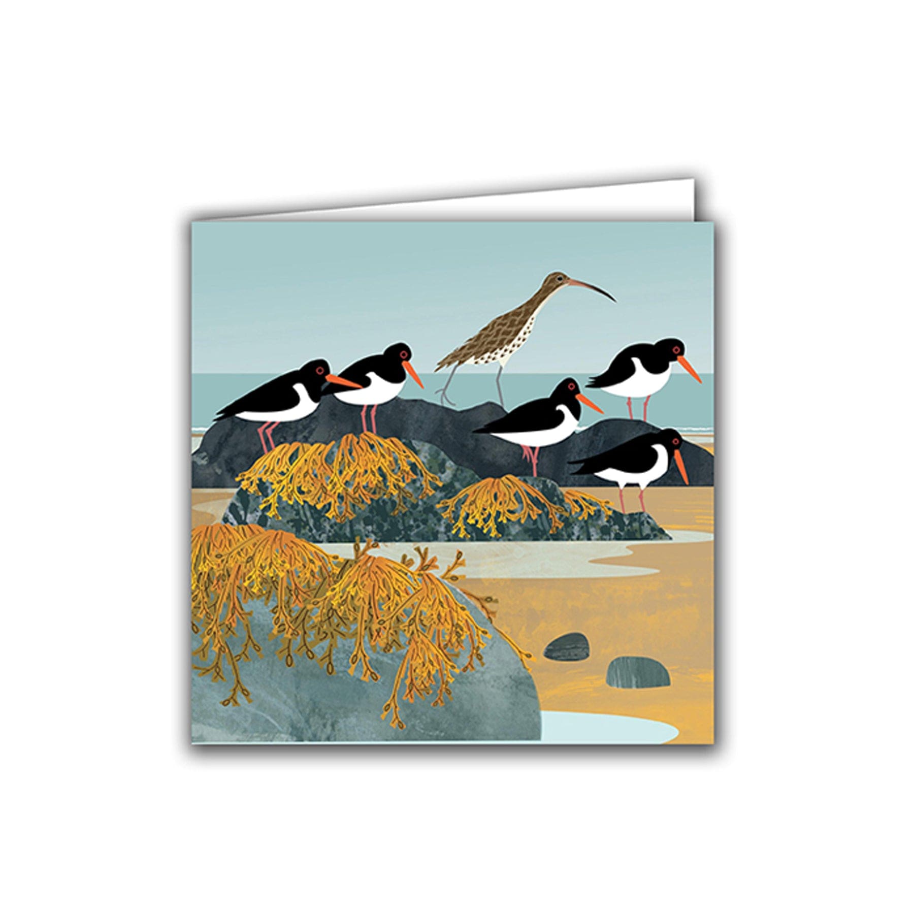 Curlew & oystercatchers greetings card