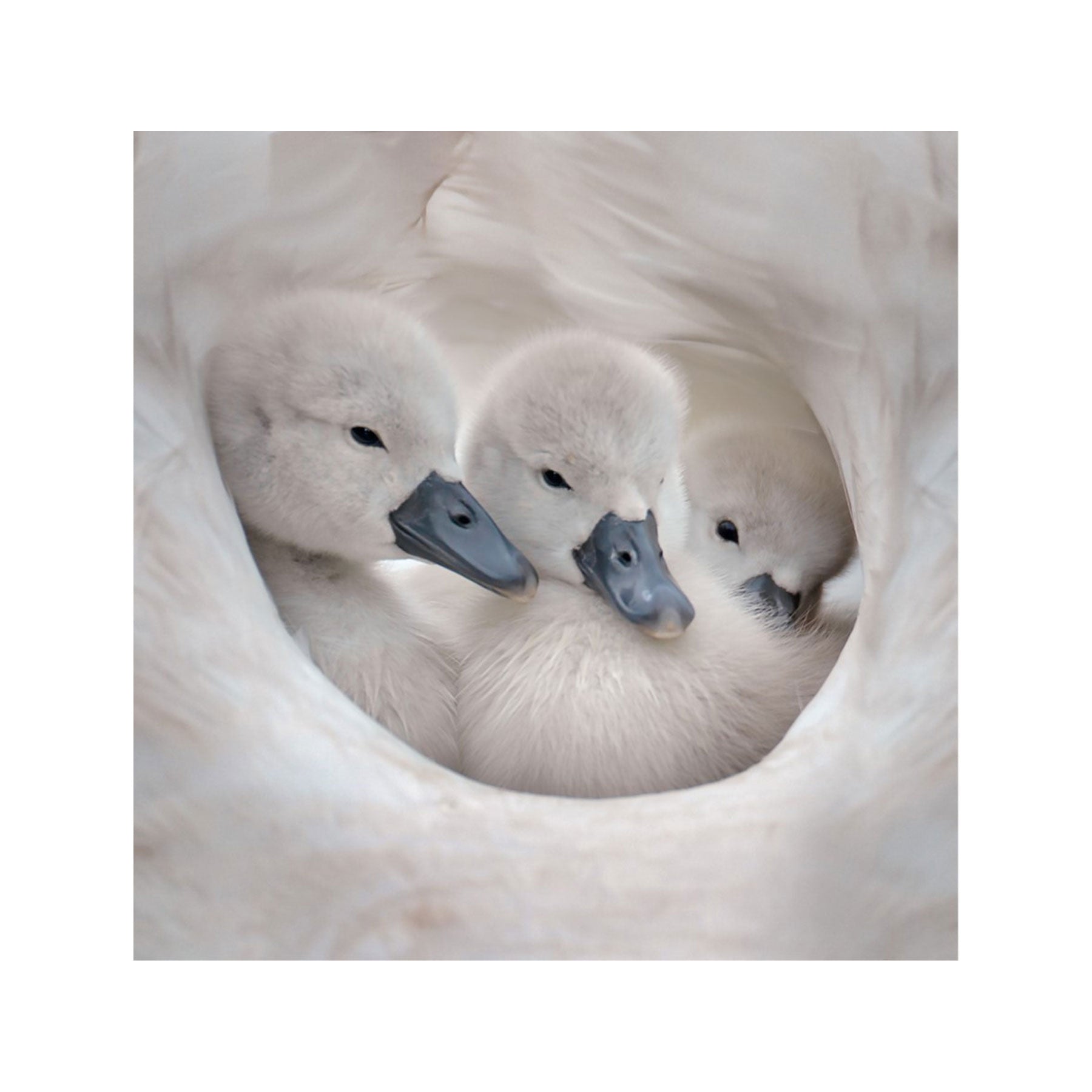 Cygnets greetings card