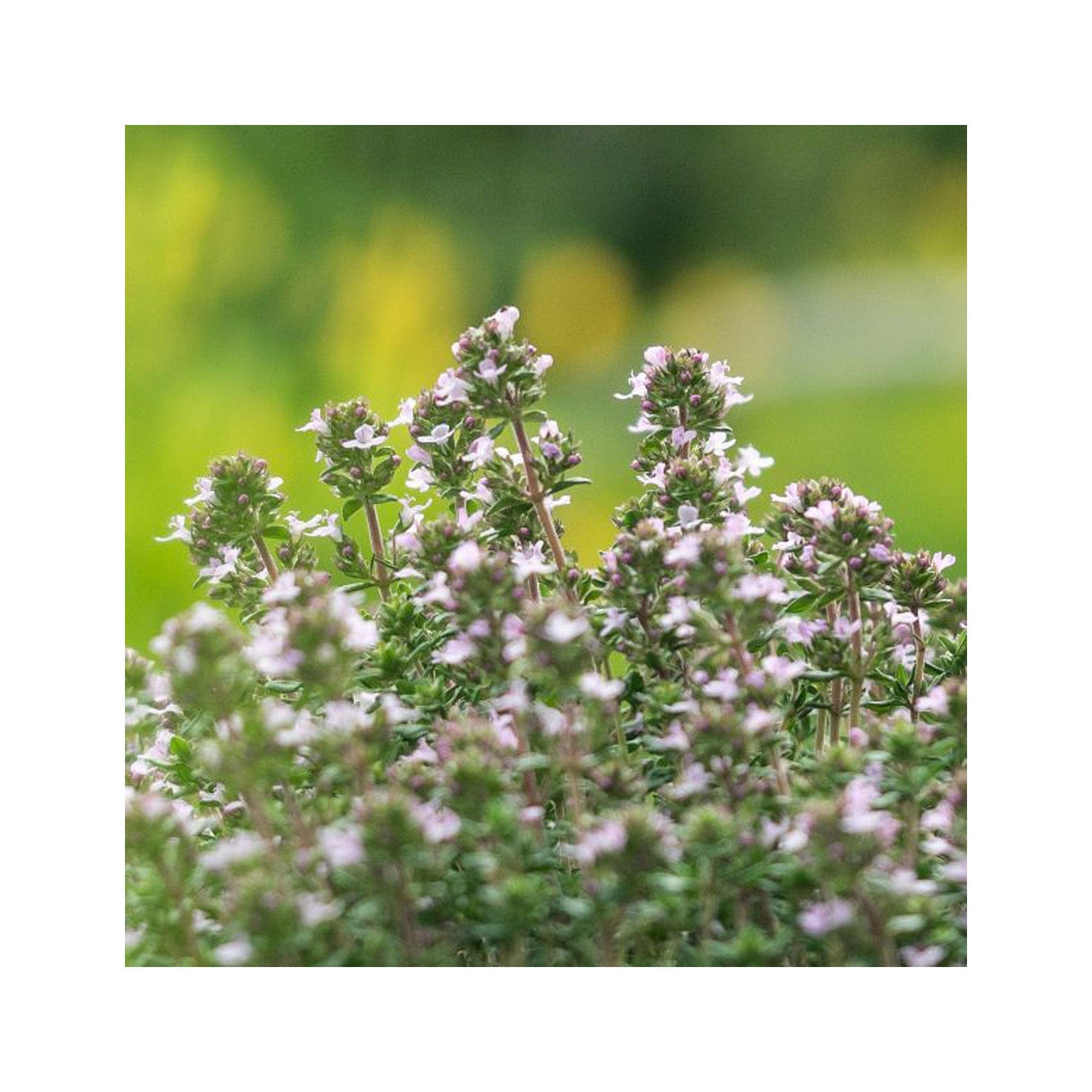 Herbal kitchen garden