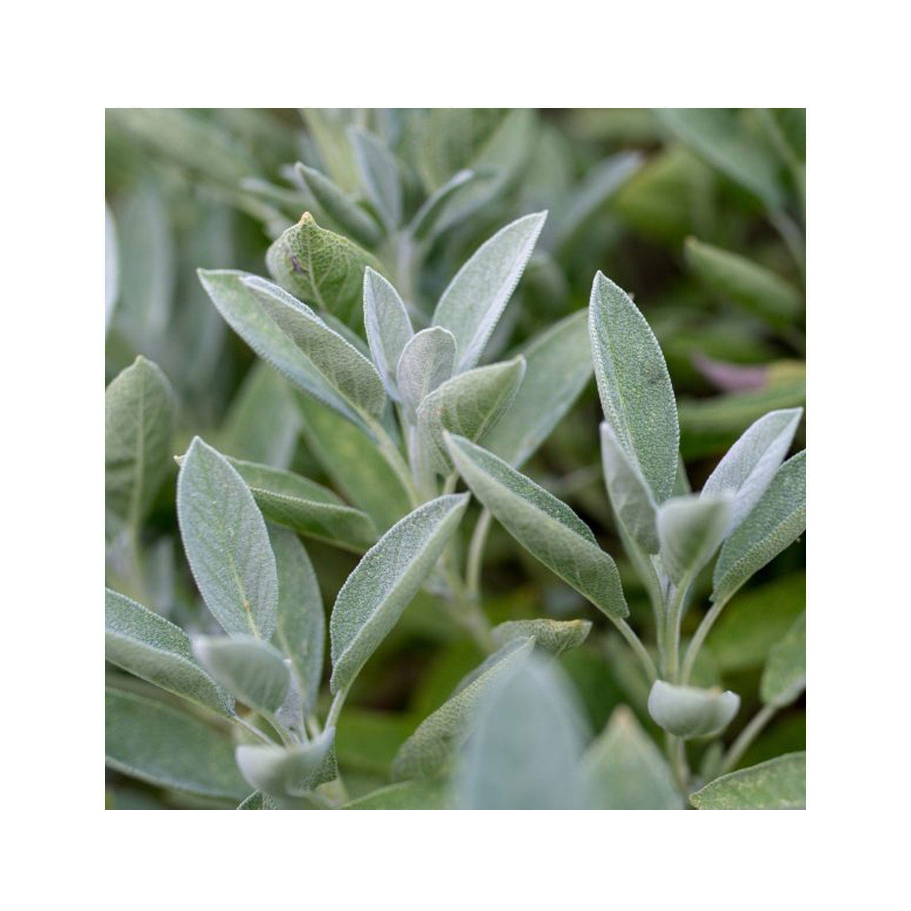 Herbal kitchen garden