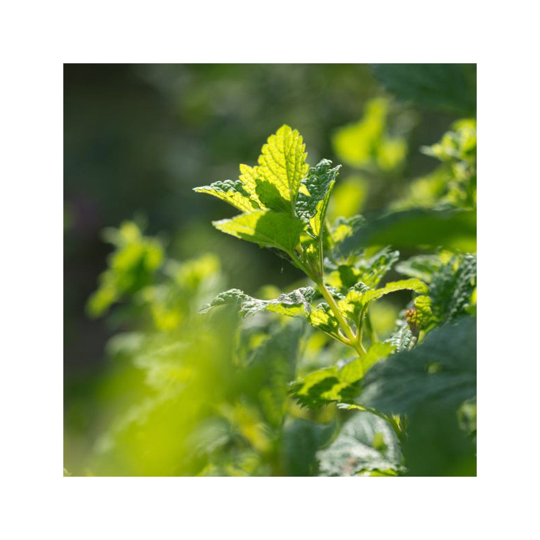 Herbal tea garden