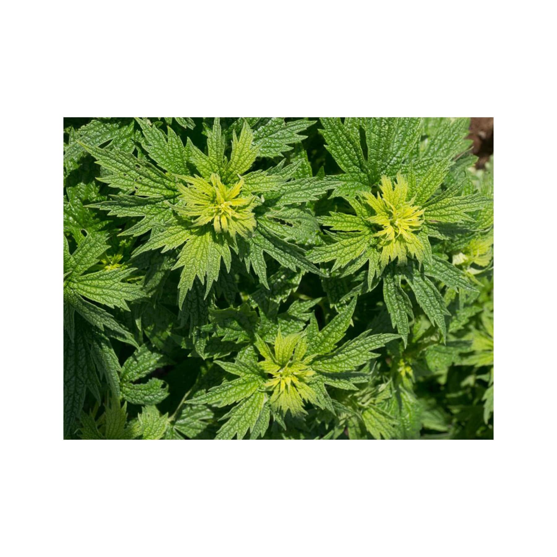 Motherwort seed pack