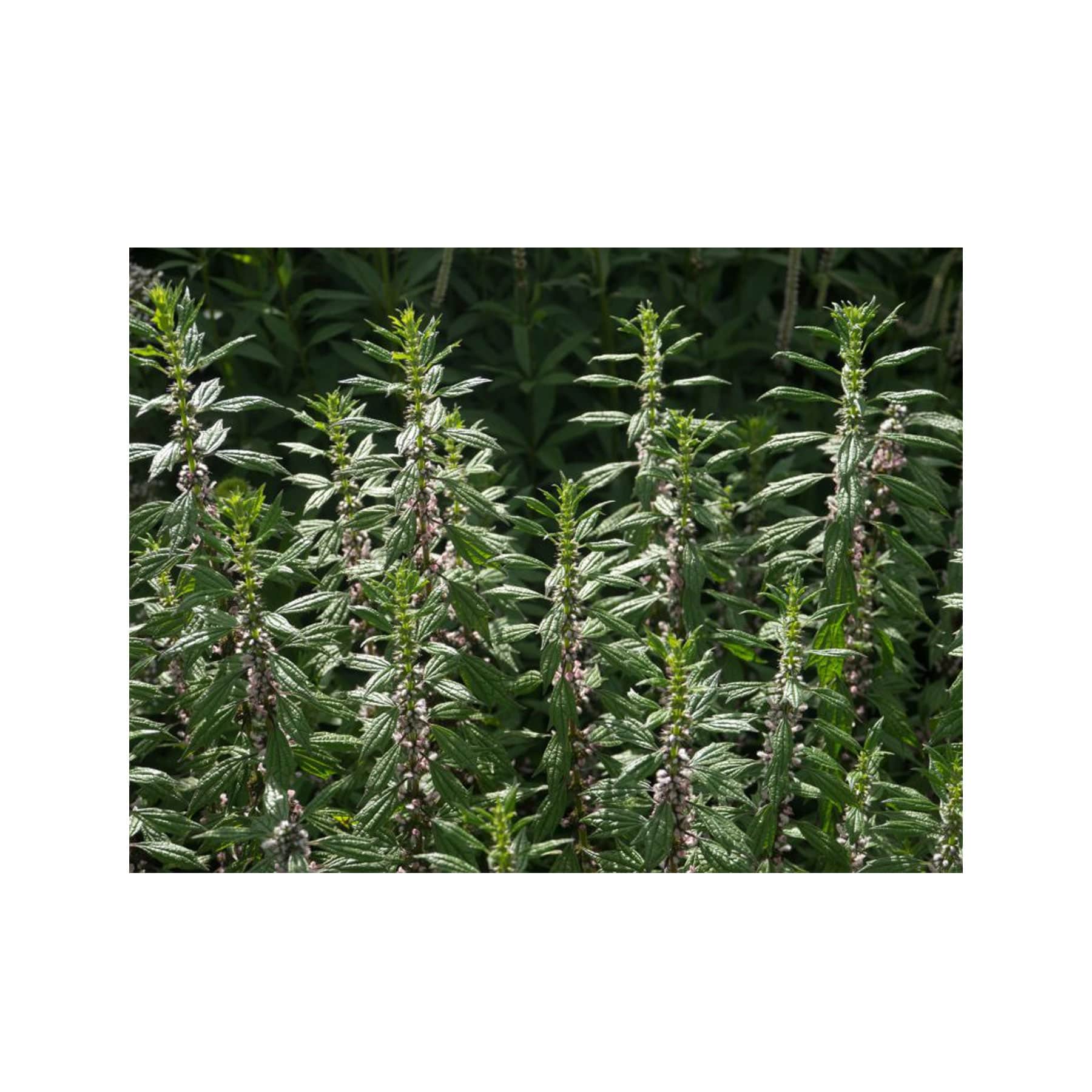 Motherwort seed pack