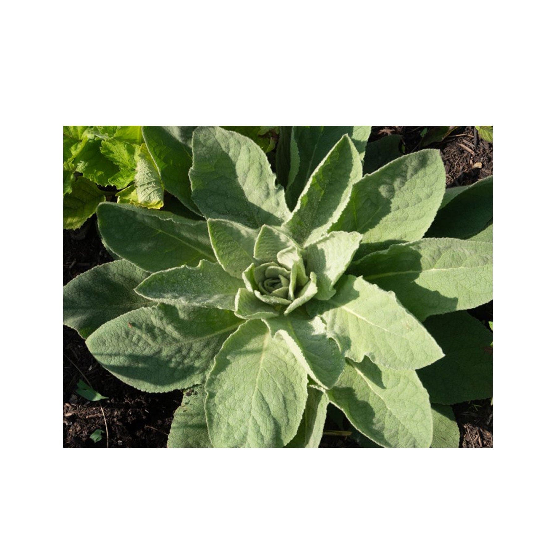 Mullein seed pack