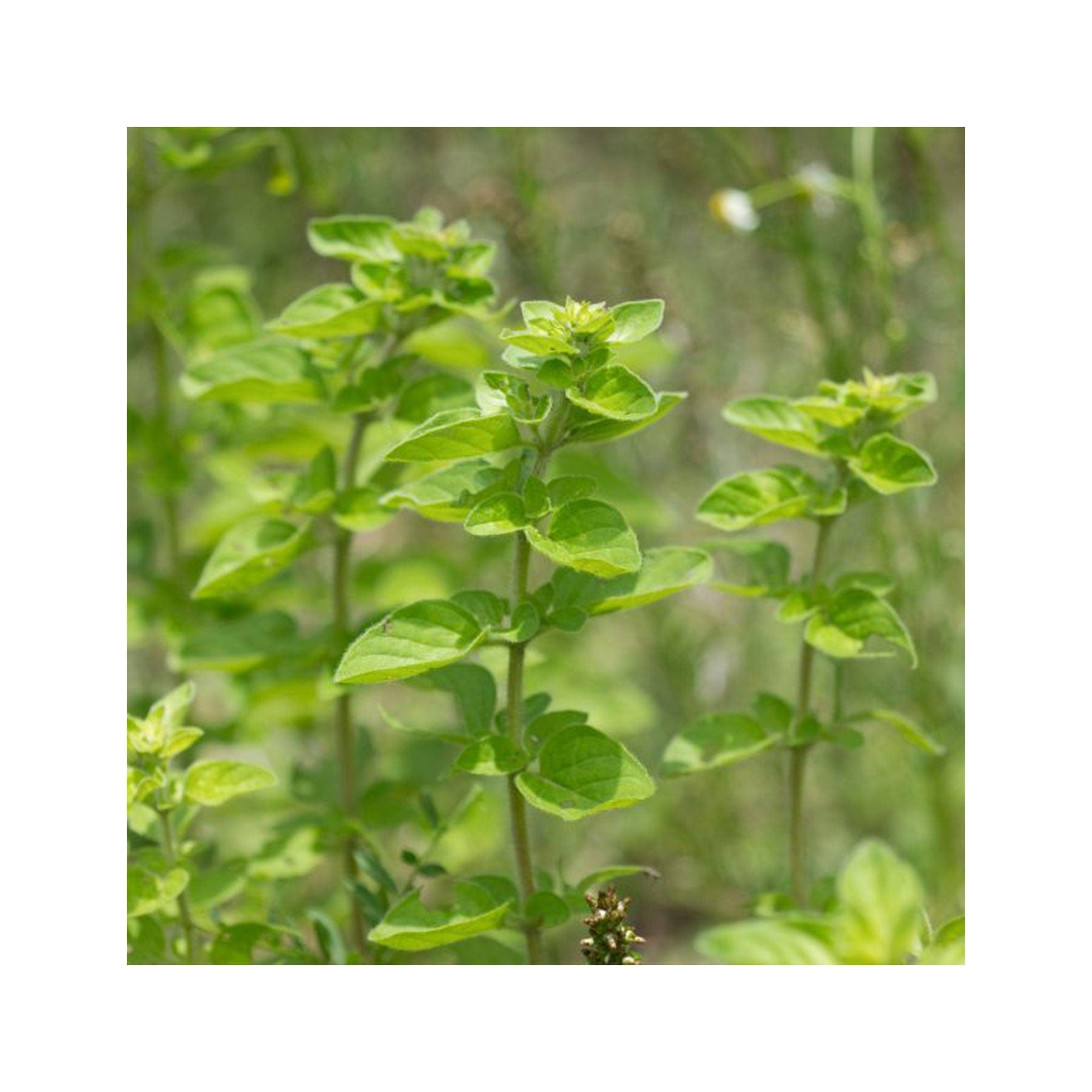 Herbal kitchen garden