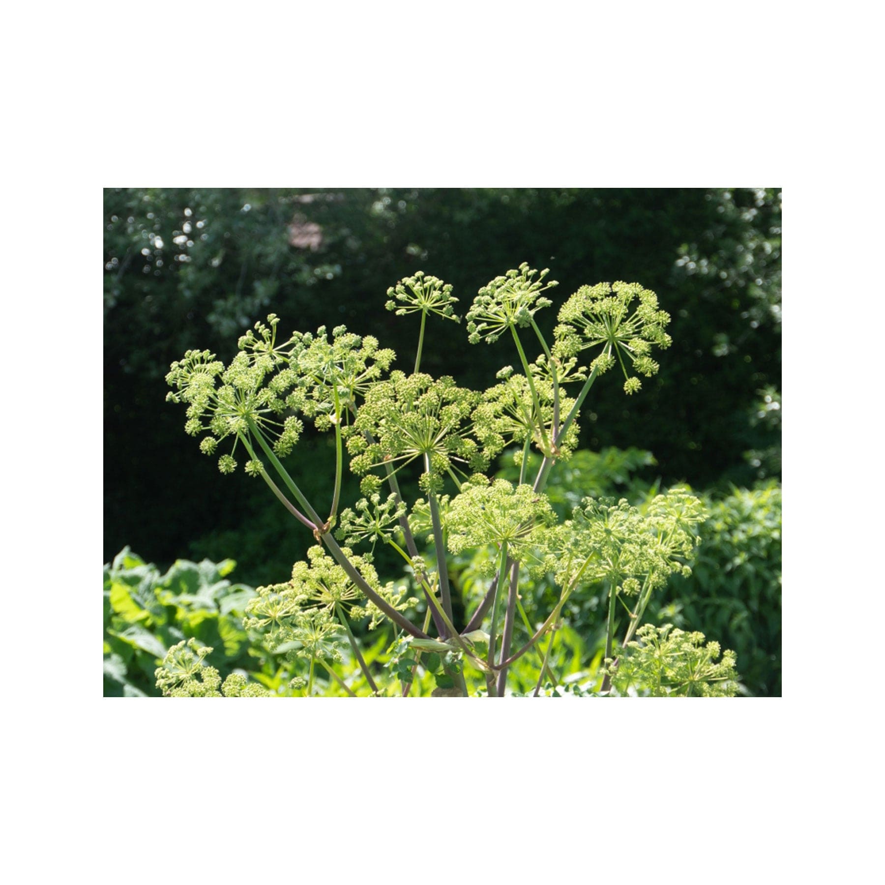 Angelica seed pack
