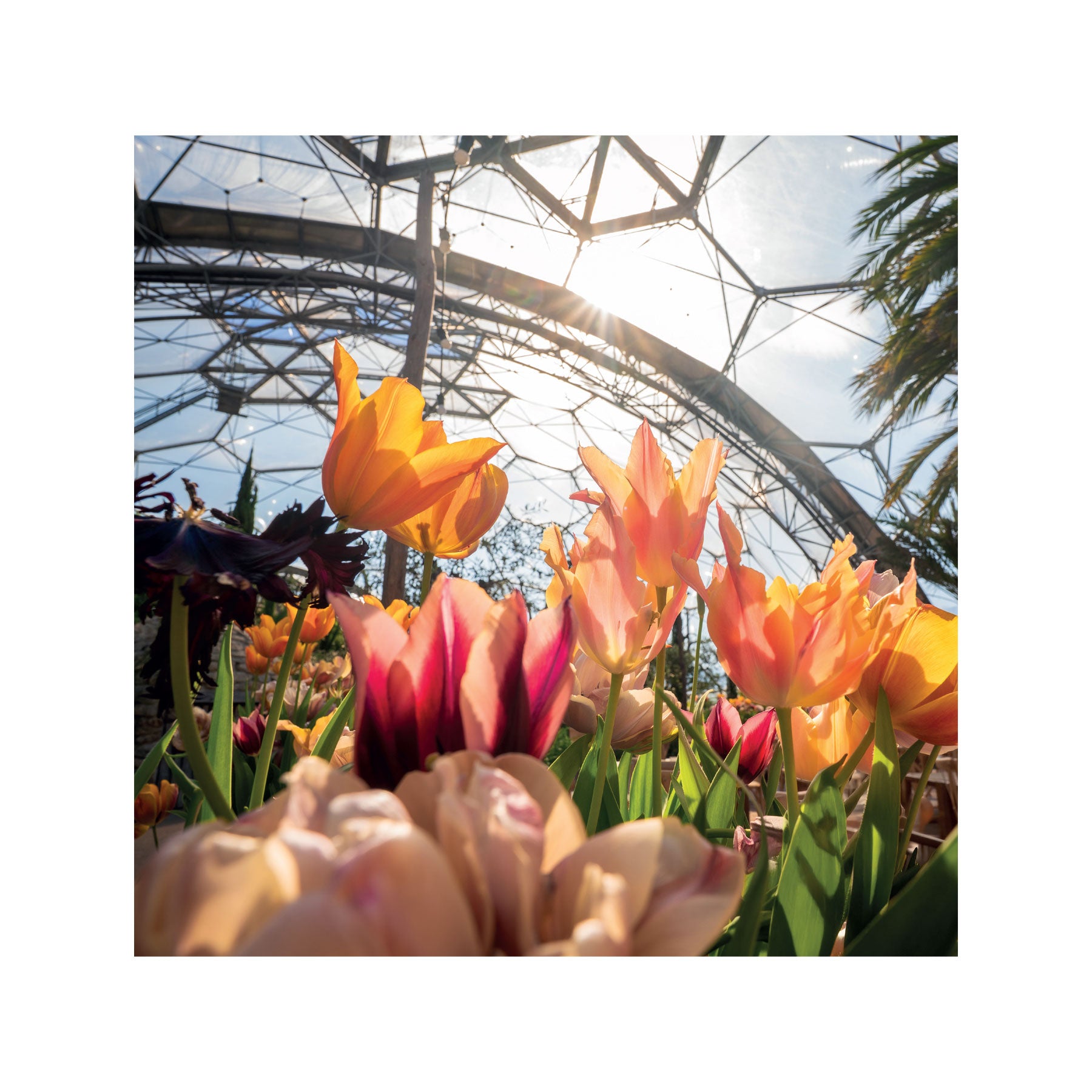 Eden Project calendar 2027