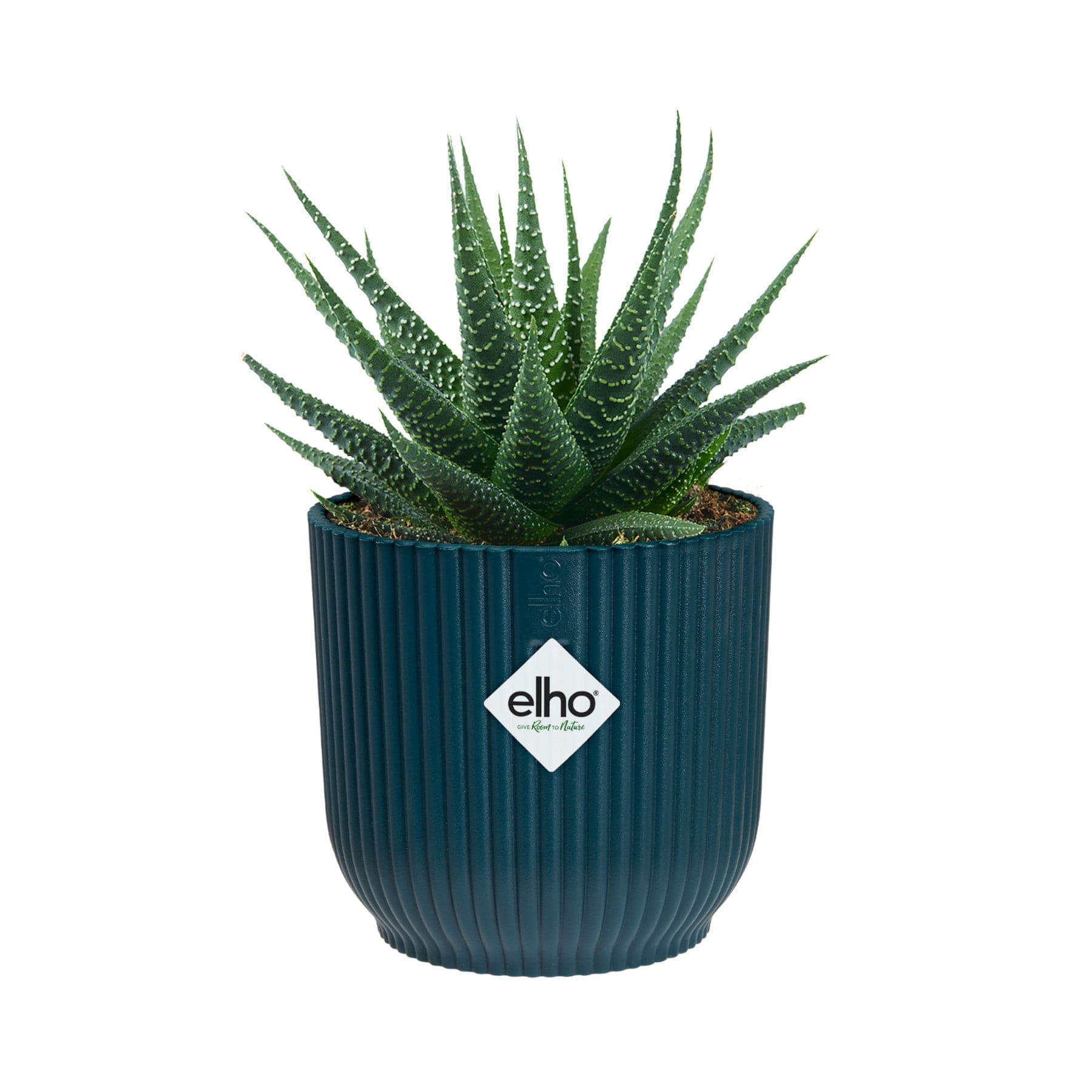 Aloe vera plant in textured blue Elho branded pot isolated on white background