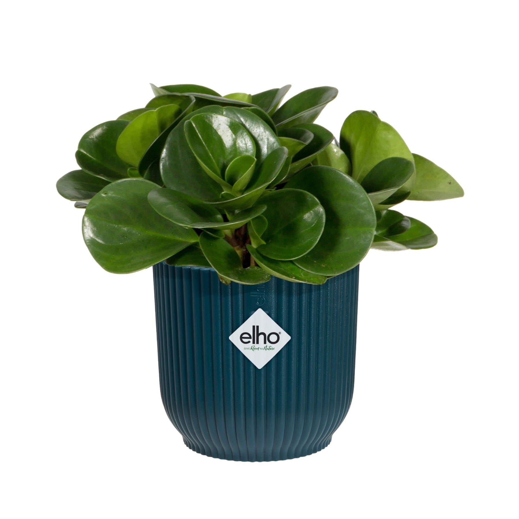 Green succulent plant in blue ribbed Elho pot isolated on white background.