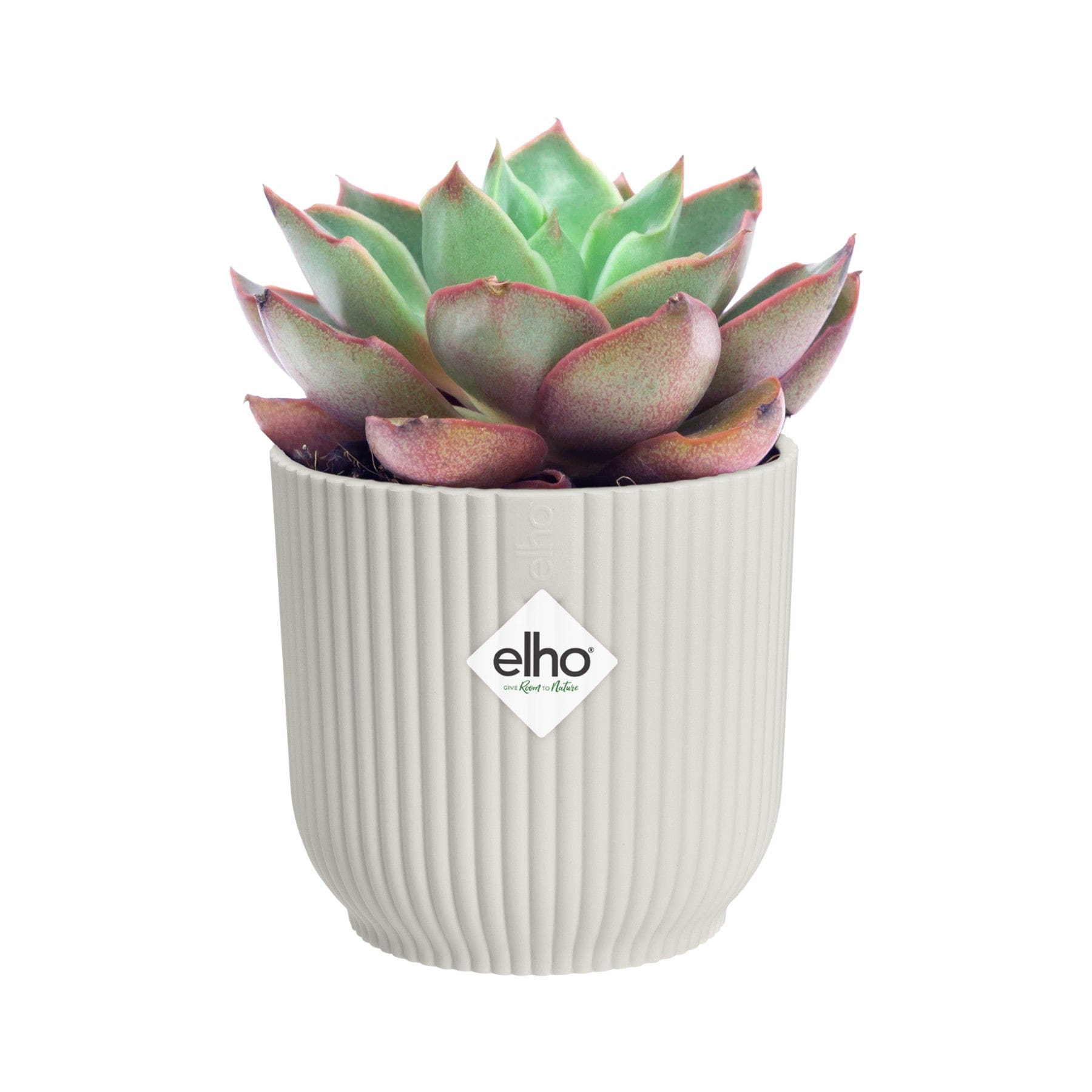 Green and purple succulent plant in white ribbed Elho brand pot on a white background.