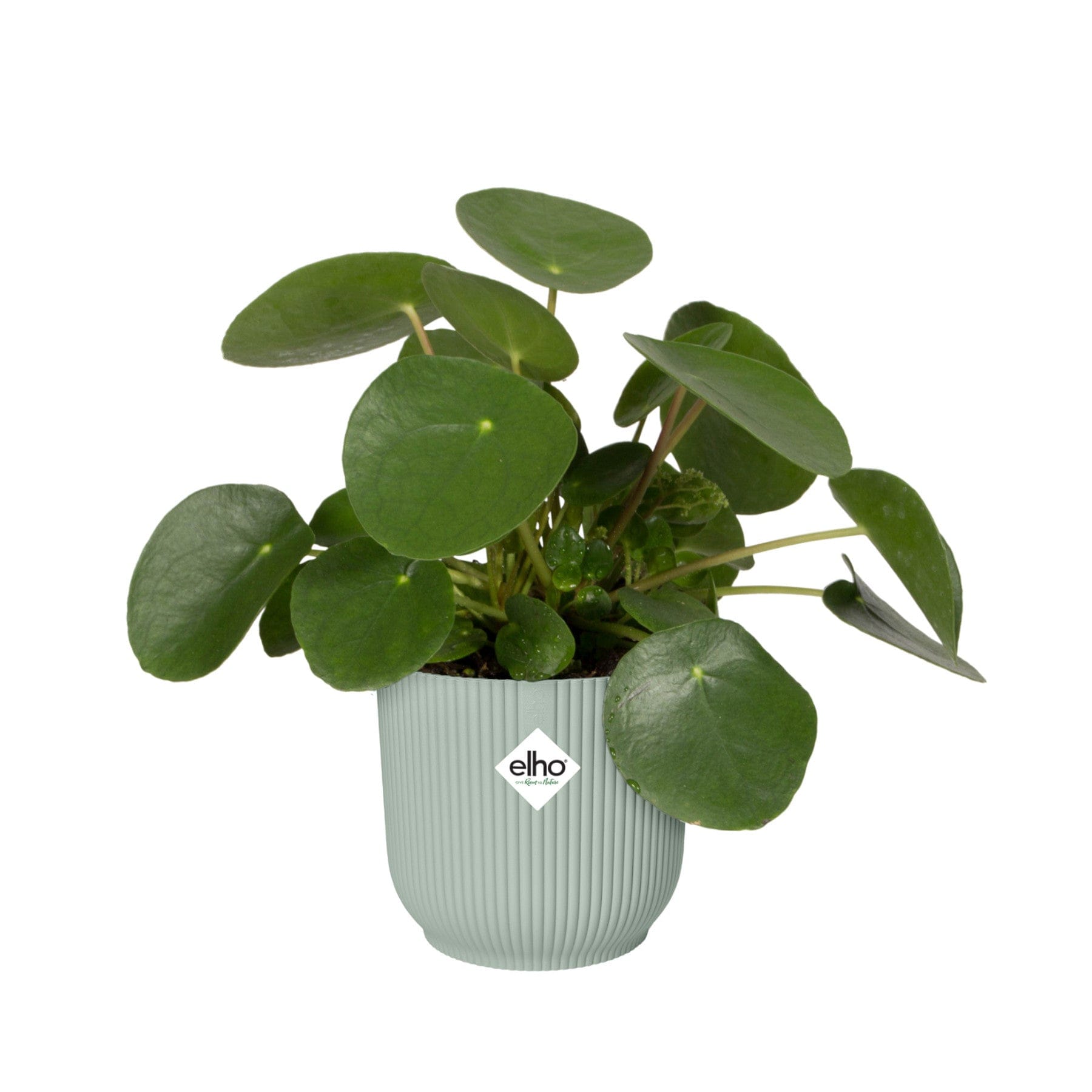 Pilea peperomioides, also known as Chinese money plant, in a light grey ribbed Elho plant pot on a white background.