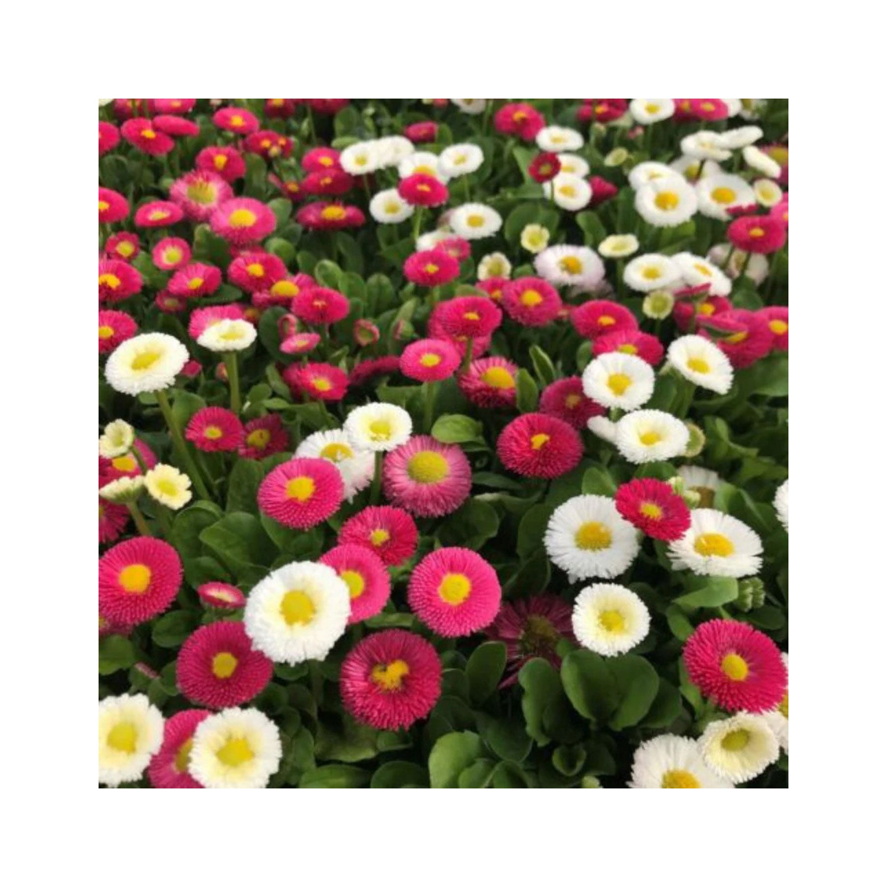 English daisy pomponette mix seeds