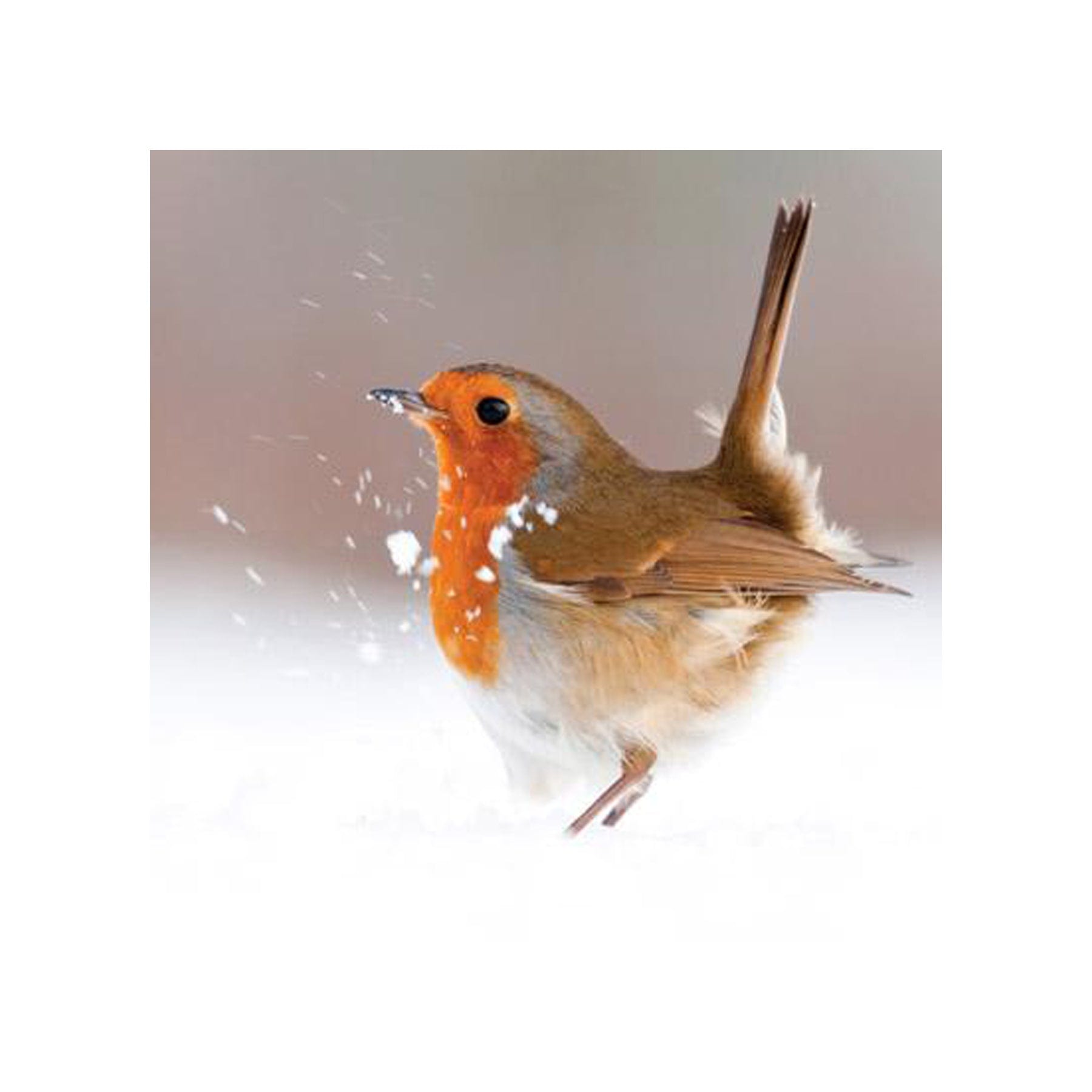 European robin Christmas card