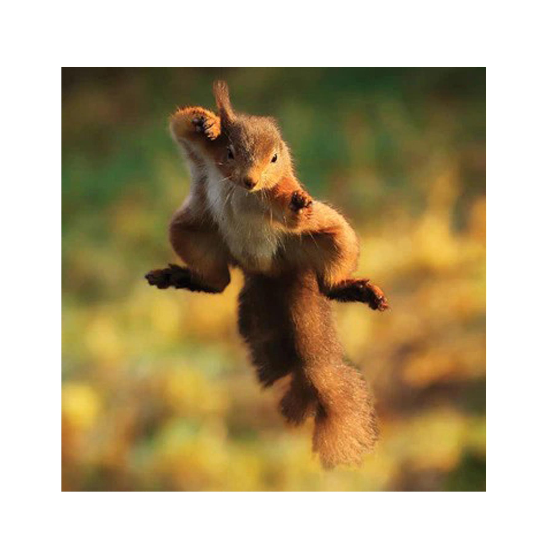 Flying squirrel greetings card