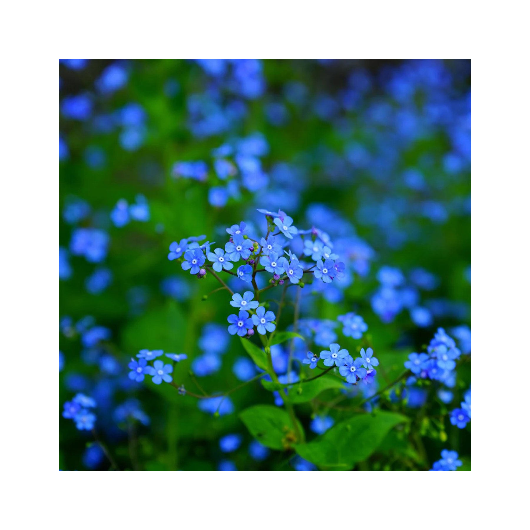 Forget me not indigo blue seeds