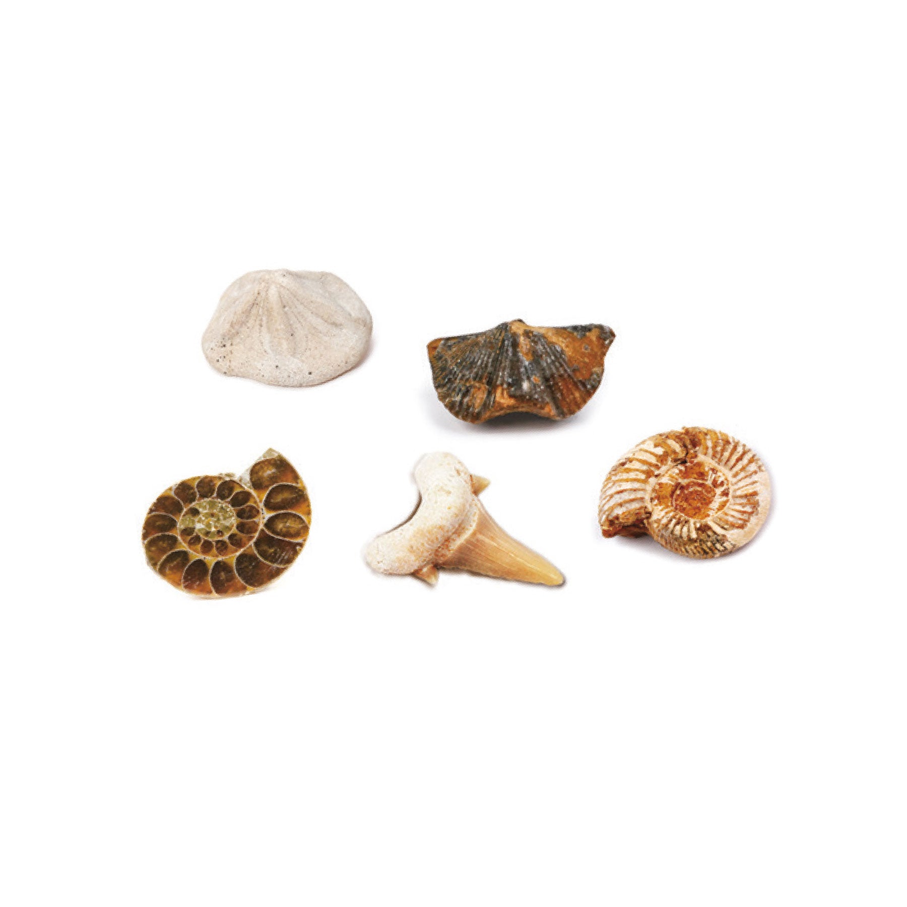 Magnoidz fossil dig kit