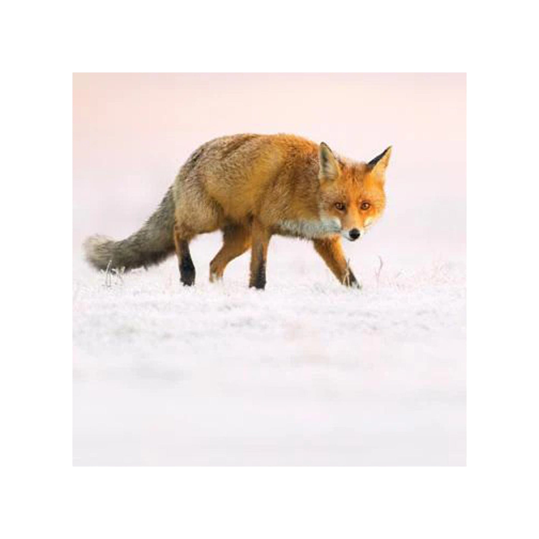 Fox in the snow Christmas card