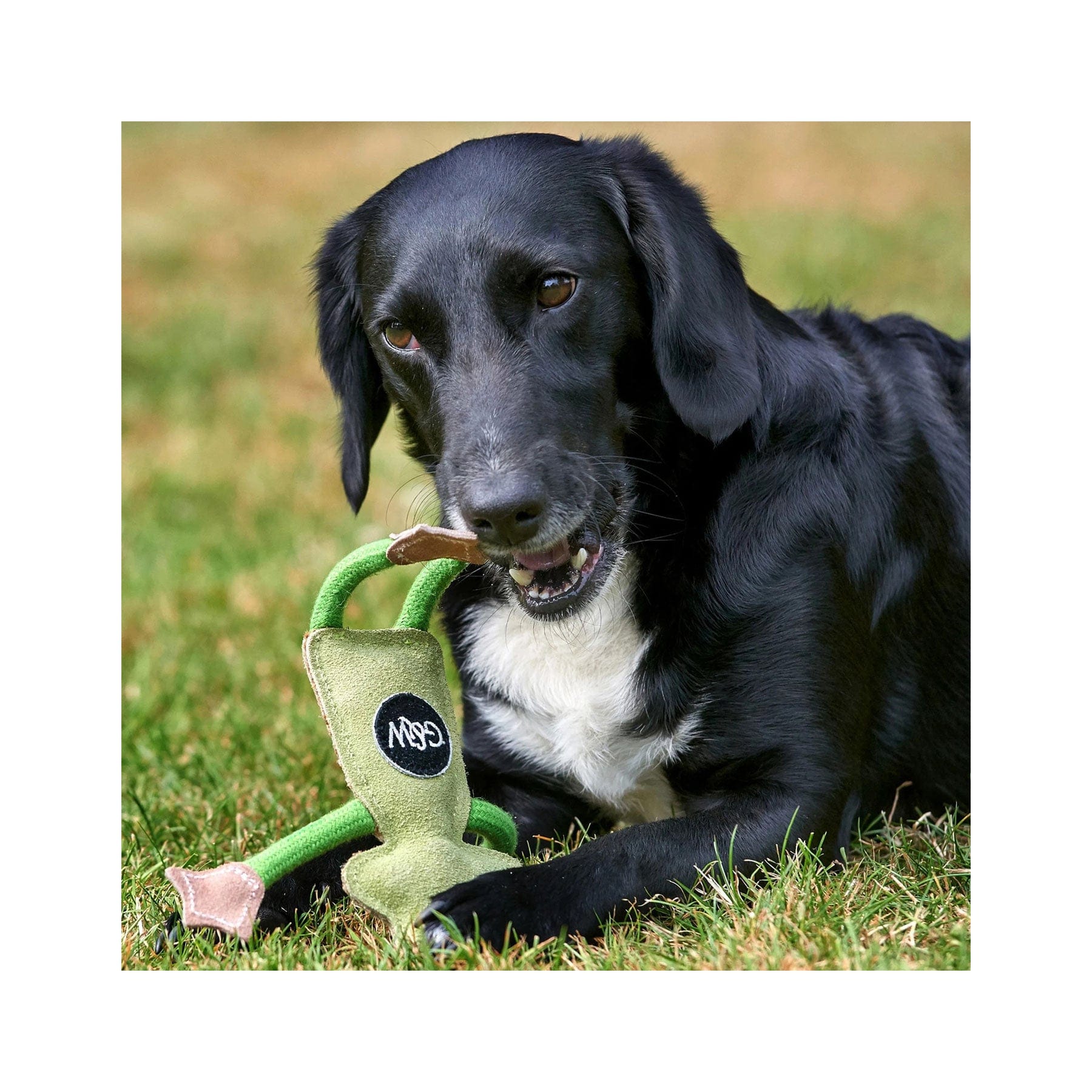 Francois le frog eco pet toy