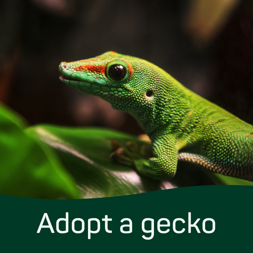 Adopt a Gecko (Digital)