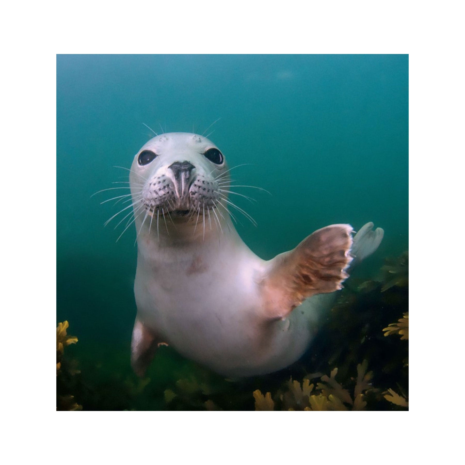 Grey seal greetings card