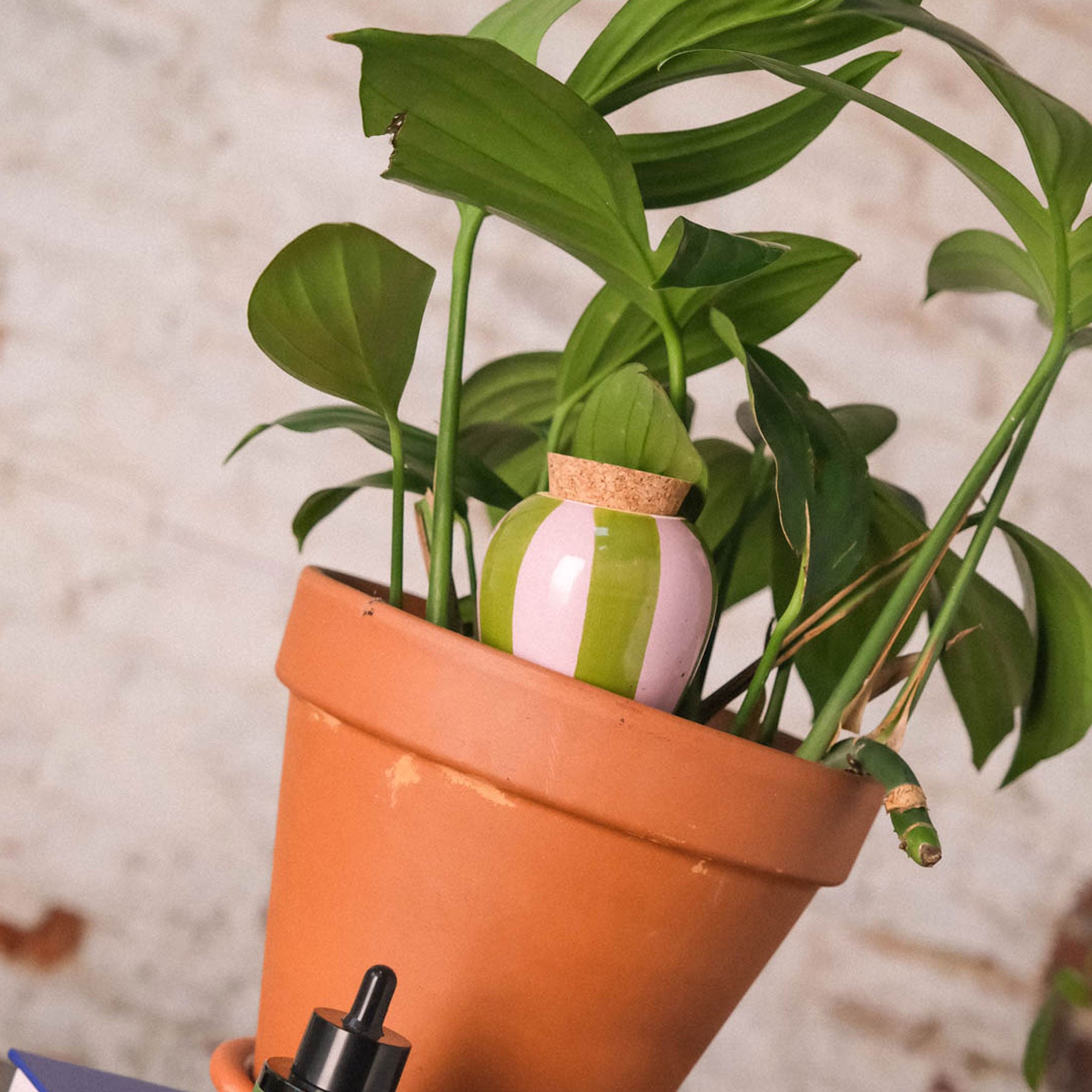 Hydrating olla green and lilac stripes