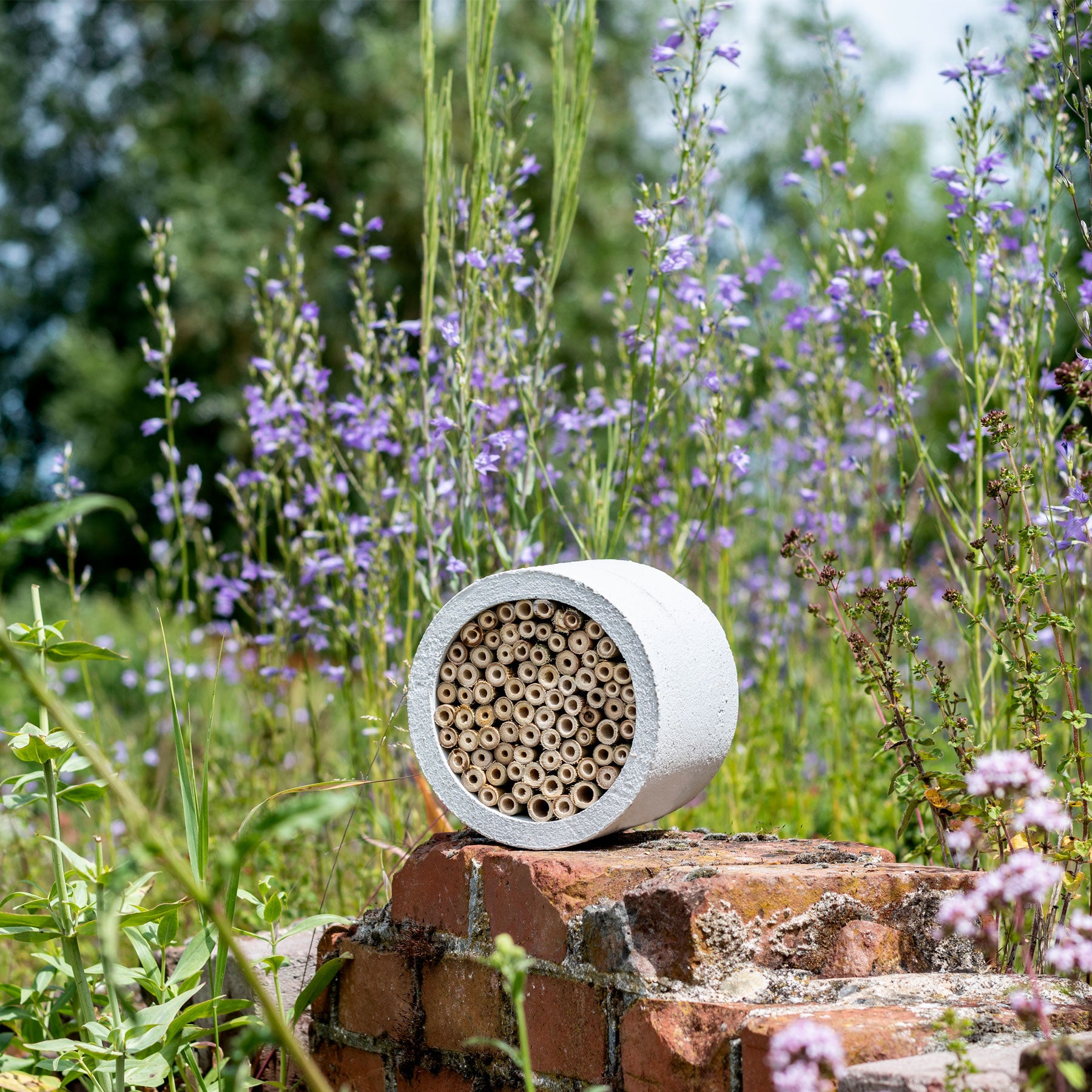 Isabela insect house