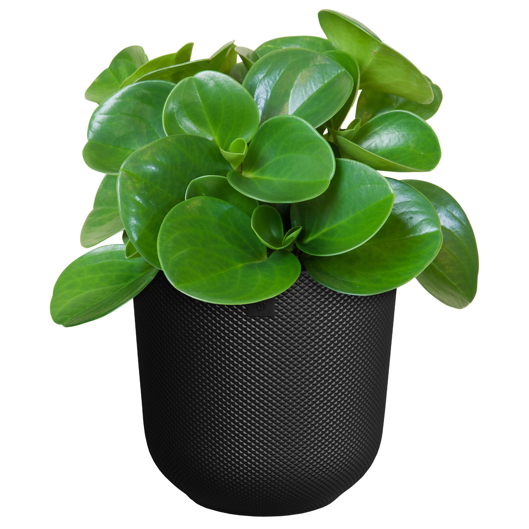 Jazz round plant pot