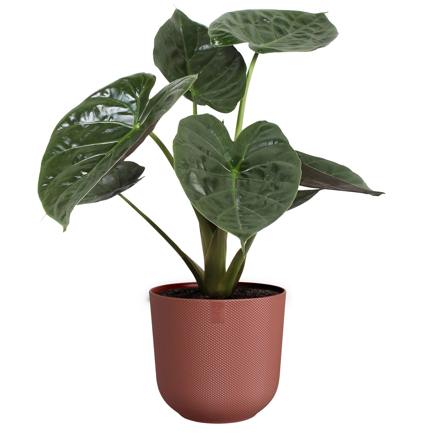 Jazz round plant pot