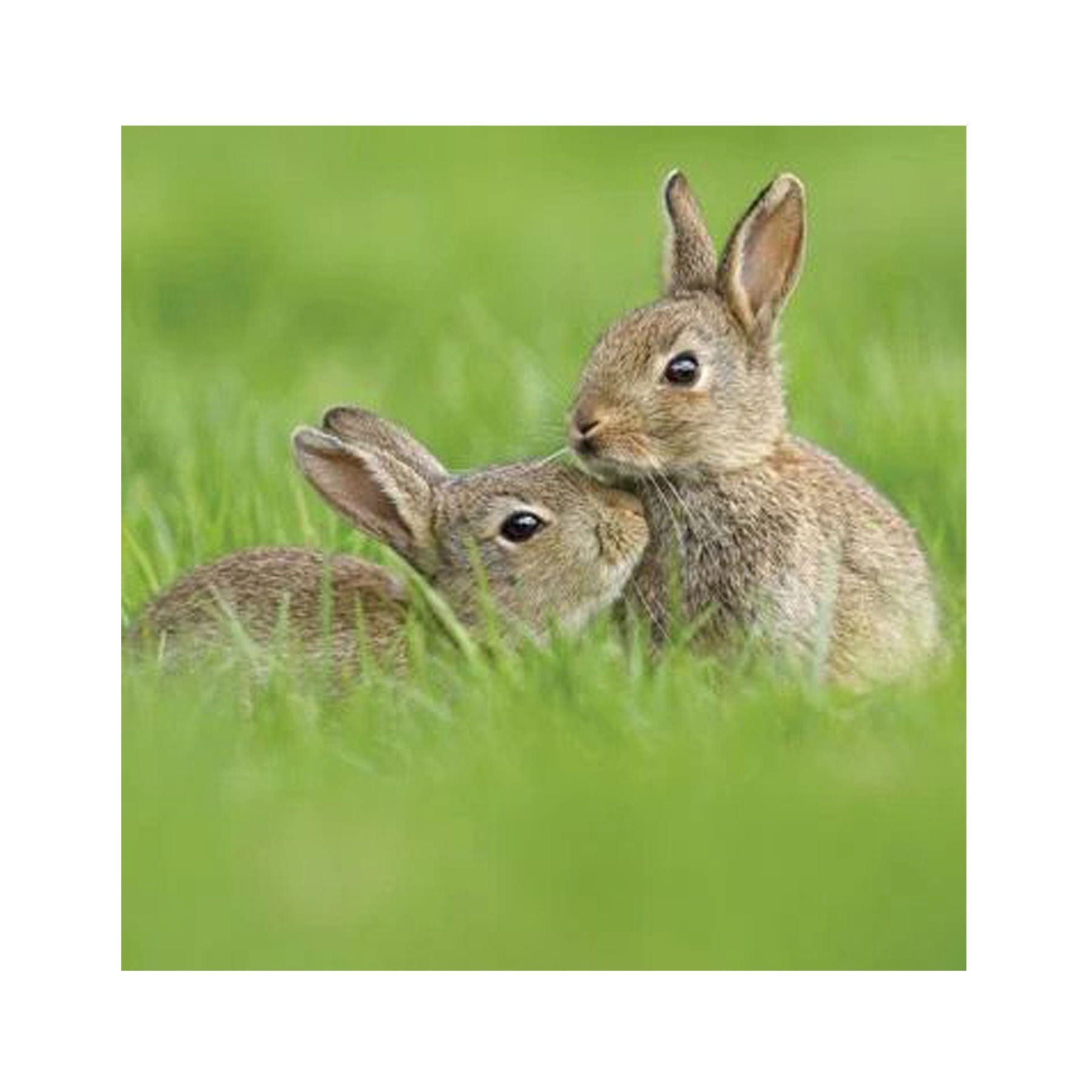 Juvenile European rabbits greetings card