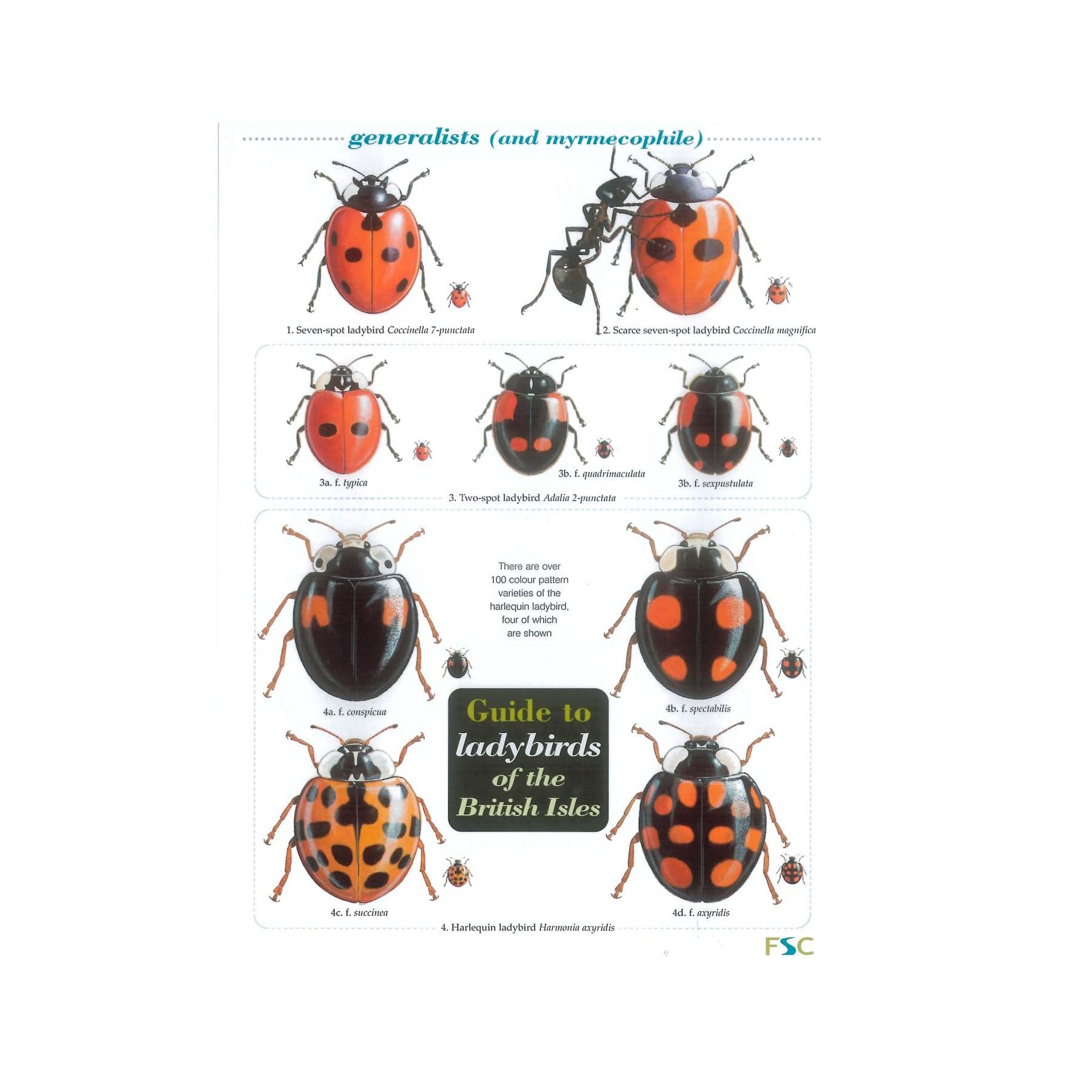 Ladybirds of Britain field guide