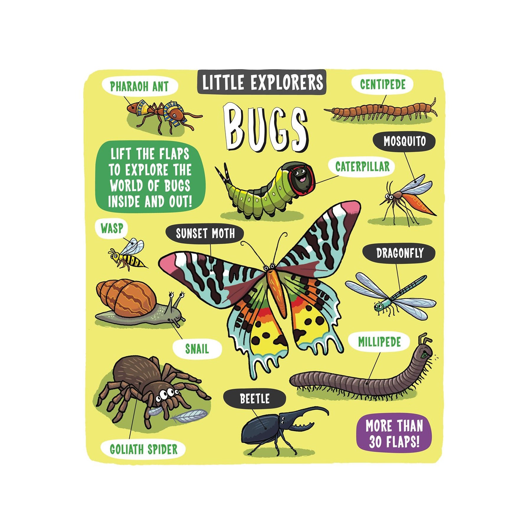 Little explorers - bugs