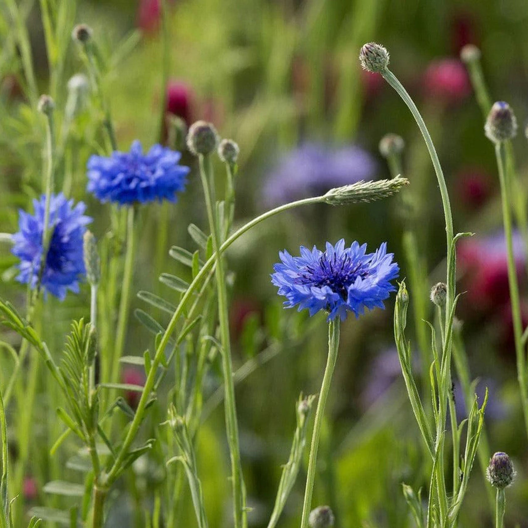Little nature explorer cornflower growing kit